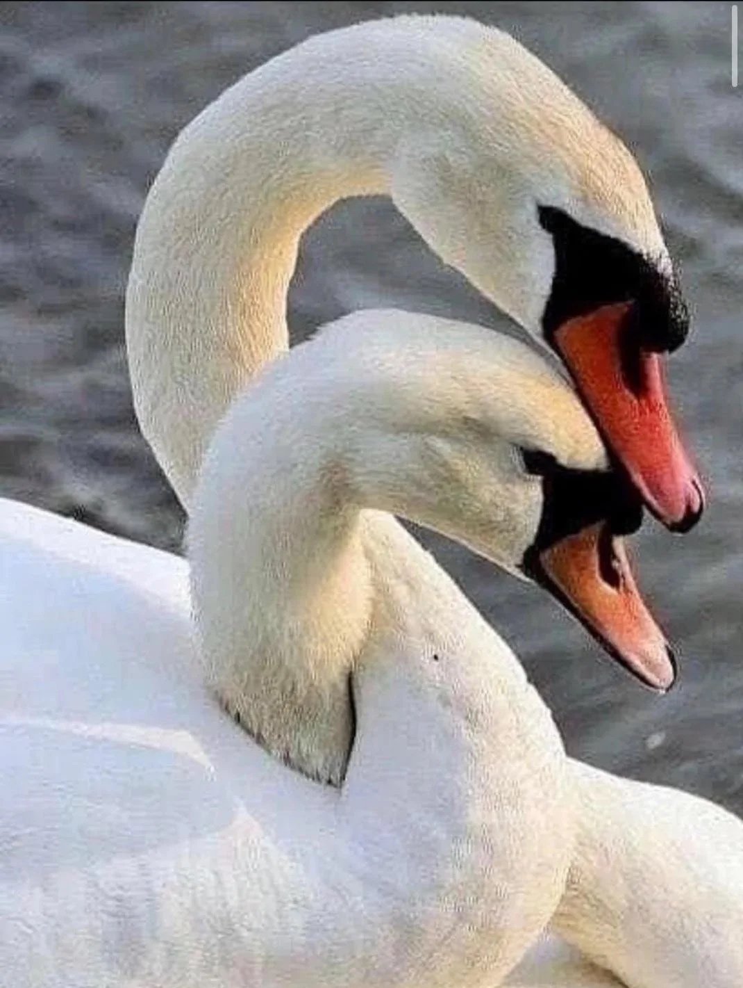 Two swans with curved necks and open beaks, one slightly behind the other, on a body of water.