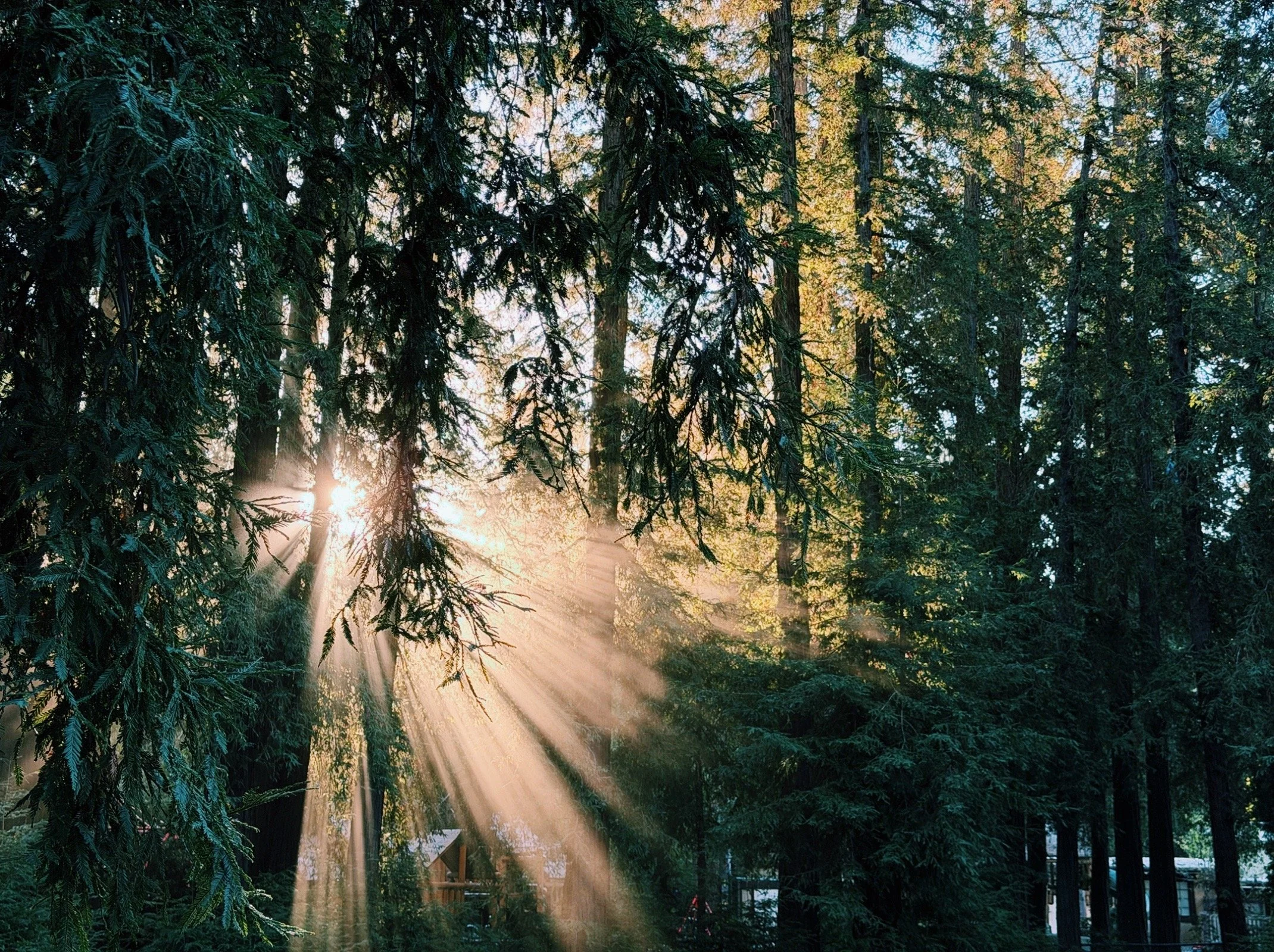 Sunlight filtering through tall evergreen trees in a forest, with rays of light creating a warm glow.
