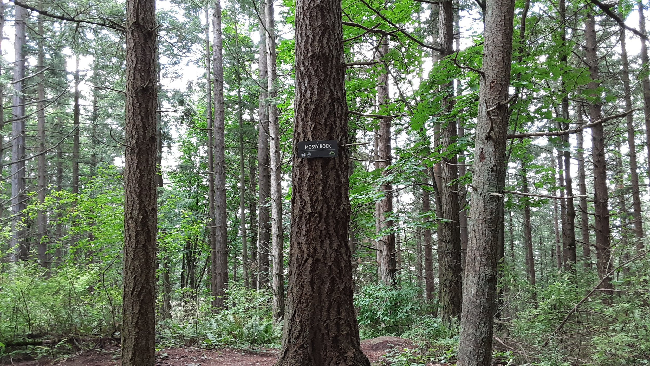 A forest scene with tall trees, including one labeled Mossy Rock. Green foliage and a dirt path are visible.