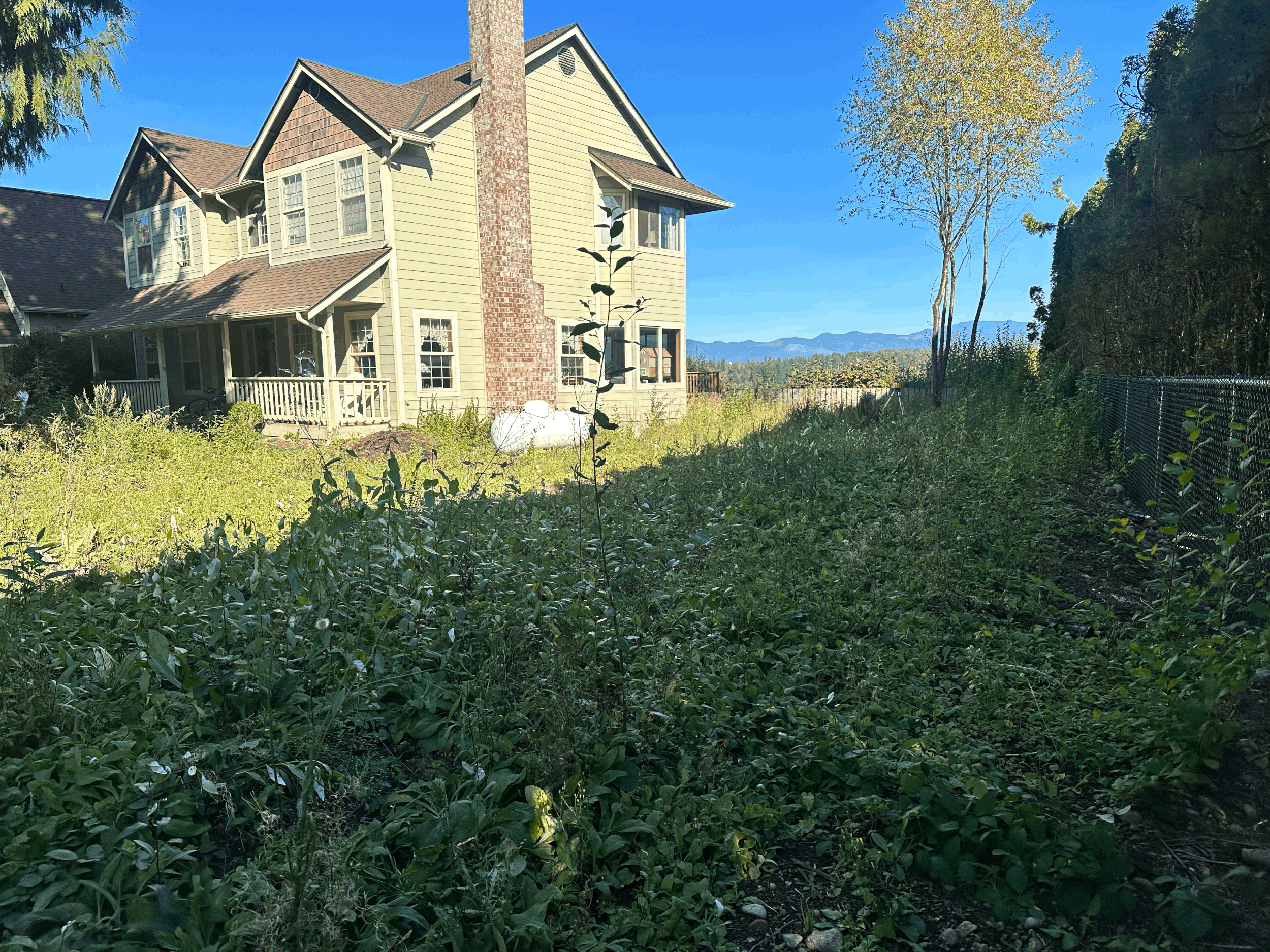 Mid-Year Landscape Checkup: Is Your Yard Getting the Care It Needs?