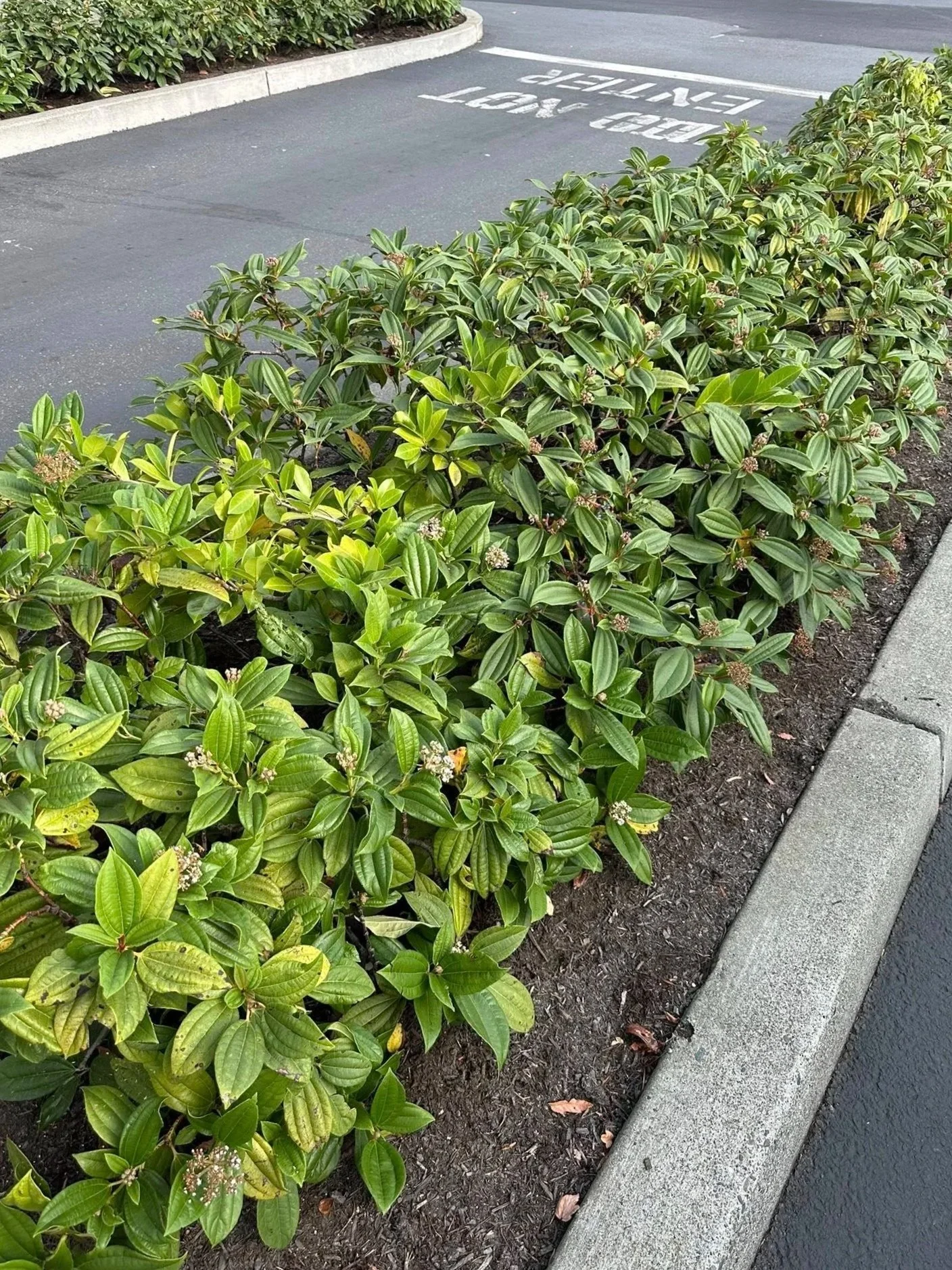 The Benefits of Regular Shrub and Hedge Trimming