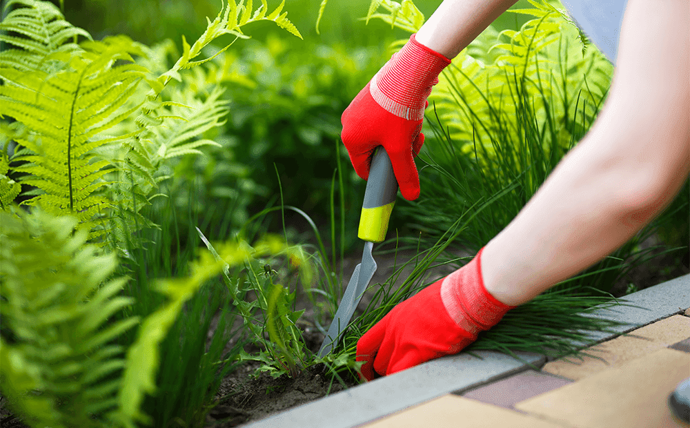 dammmanns+garden+company+beginners+guide+to+weed+control+red+gloves+pulling+weeds.png.webp