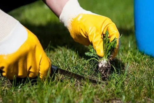 spring_weed_control_1_520x500_fe360e44-60b1-4ac4-be21-c657706b3a57.jpg
