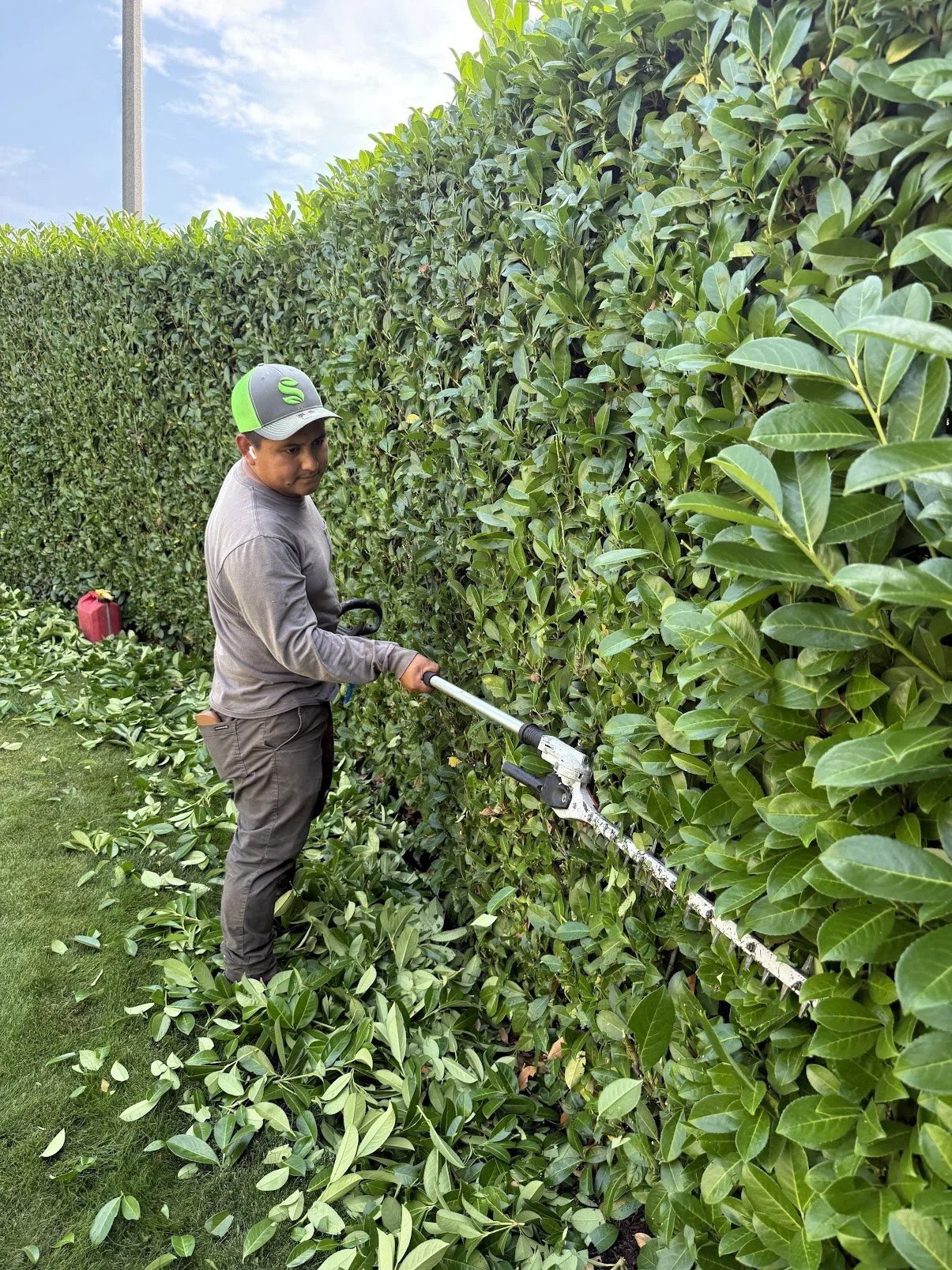 privacy hedge trimming