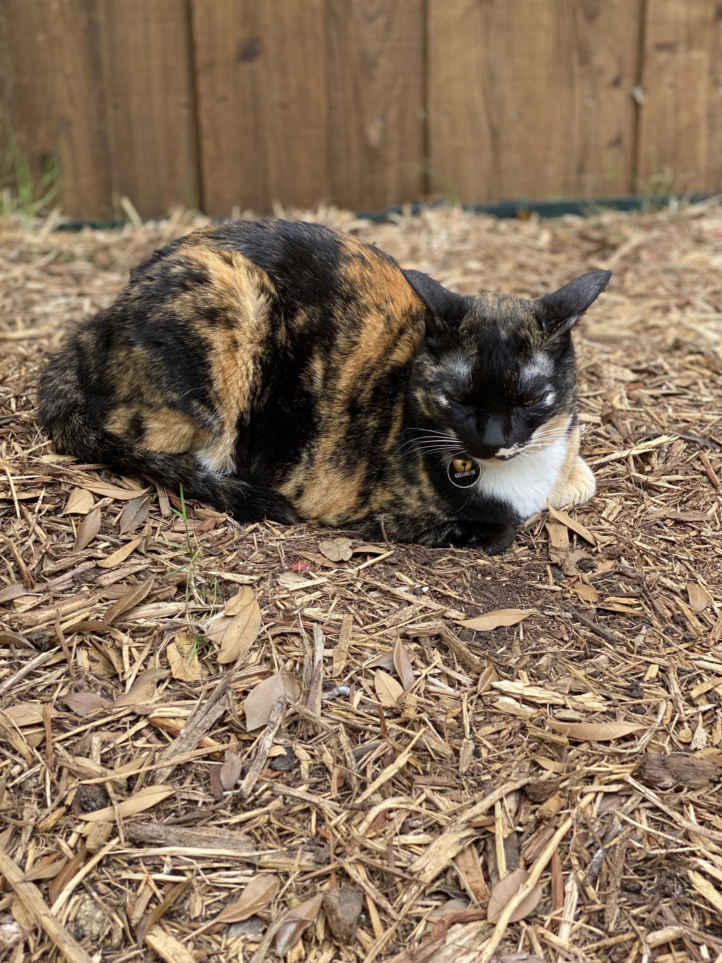 A calico cat lying on a bed of wood chips in front of a wooden fence with vertical planks.