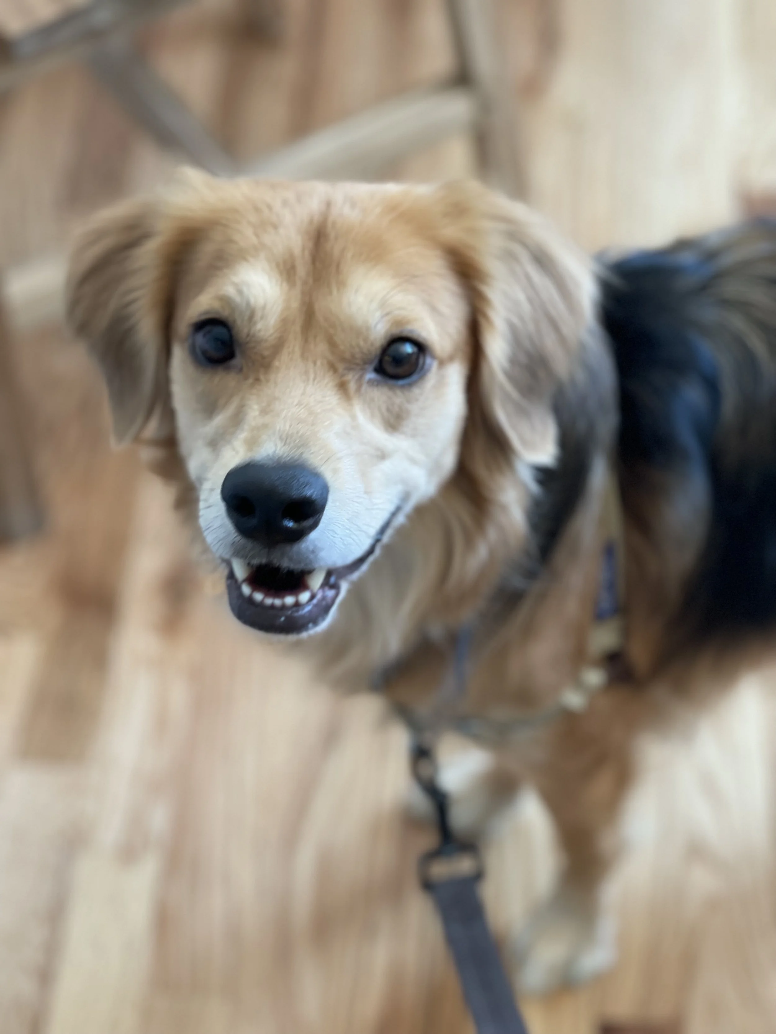 Close-up of a happy golden retriever puppy with a black nose, lookin toward the camera, indoors with wooden flooring.