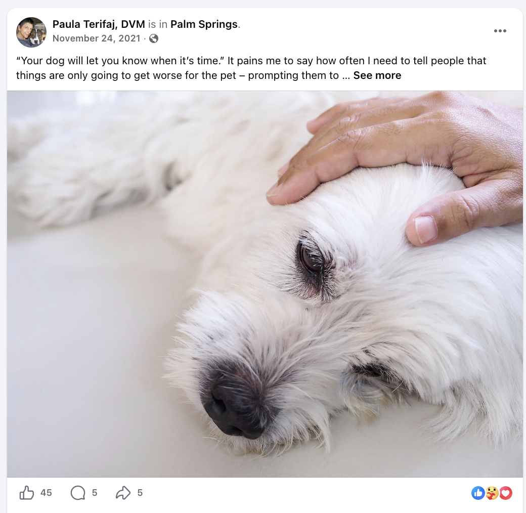 A white dog lying down, receiving a gentle head massage from a person's hand.