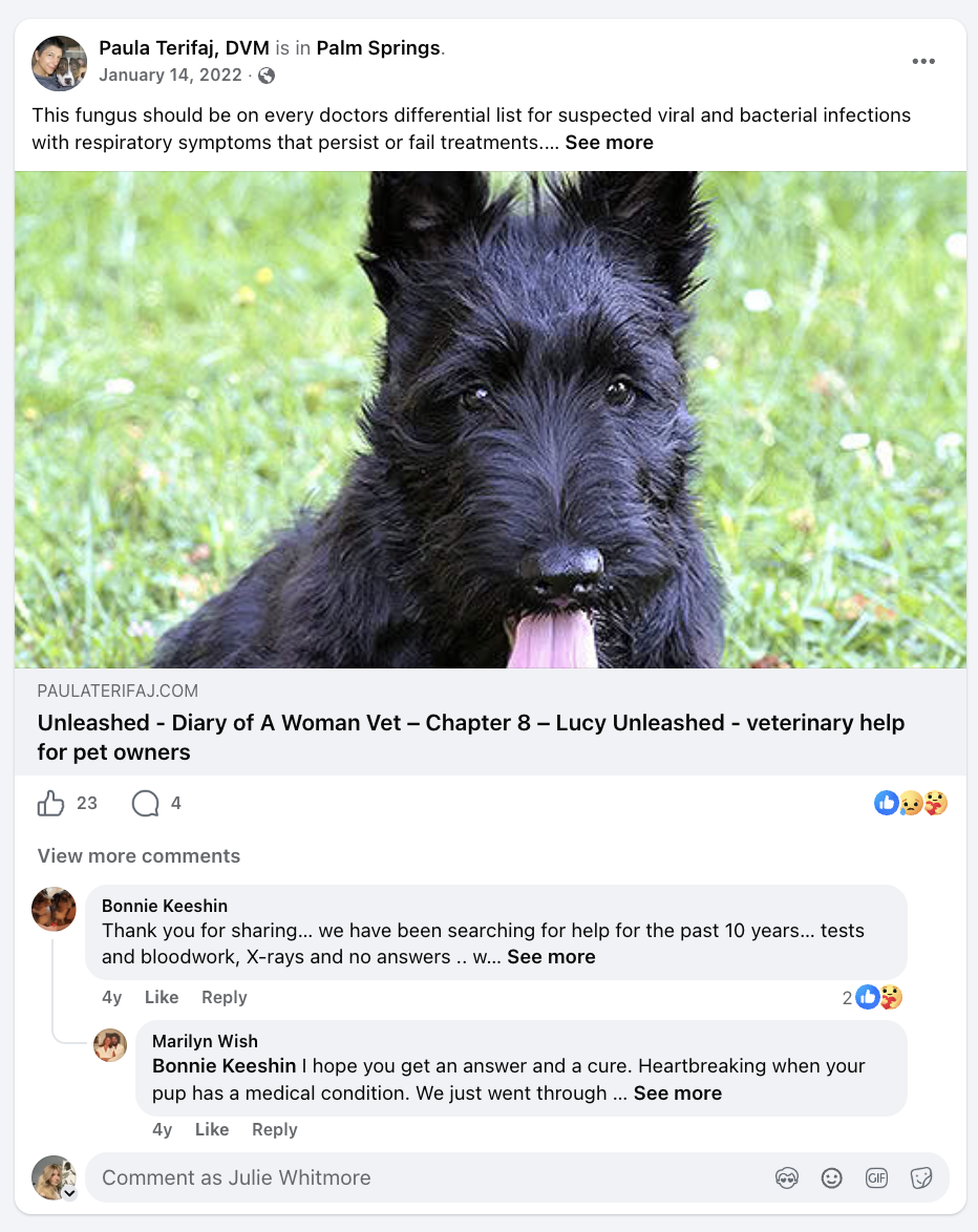 Close-up of a black Scottish Terrier puppy with a pink tongue hanging out, sitting on green grass.
