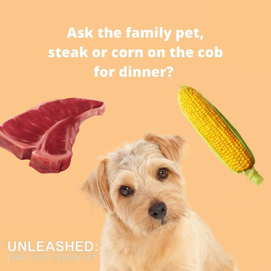 A promotional graphic with a dog in the center, a piece of steak on the left, and an ear of corn on the right. The background is light orange. The text reads: "Ask the family pet, steak or corn on the cob for dinner?" and the logo at the bottom says:
