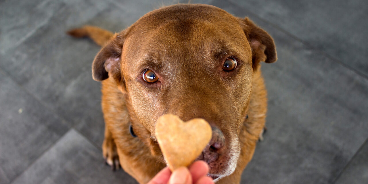 A brown dog holds a heart-shaped treat in its mouth, looking up.