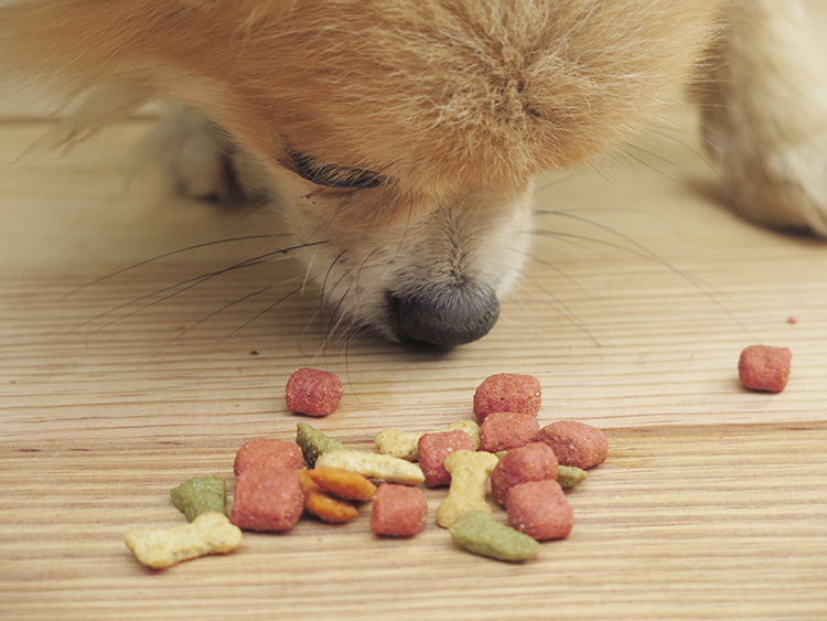 A dog sniffing scattered pieces of colorful dog food on a wooden floor.