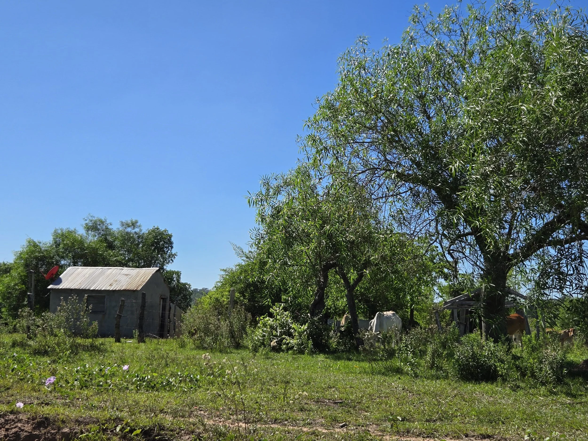 One room house, with satellite dish, in rural Paraguay.  Find out more about The Chaco Vendetta on markwodika.com