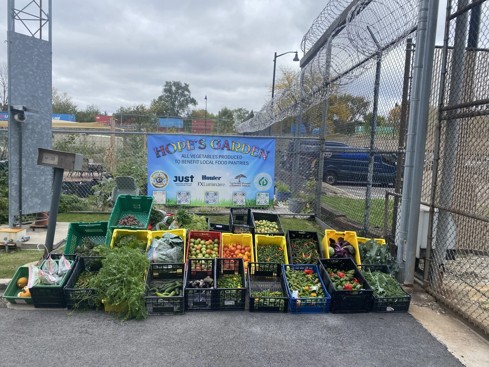 Garden featuring recently harvested vegetables and produce. 
