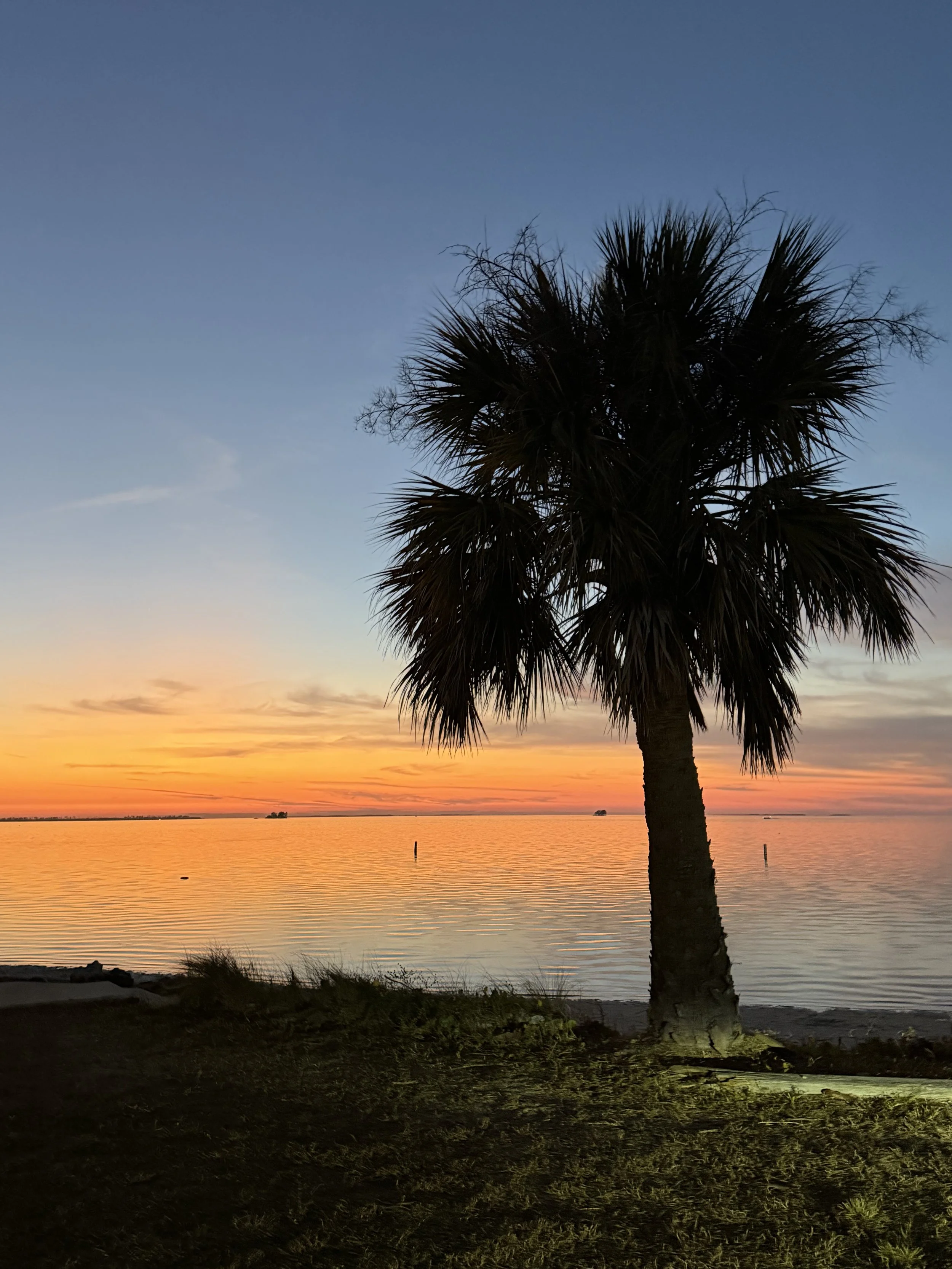 A sunset over a body of water with a silhouetted palm tree in the foreground.