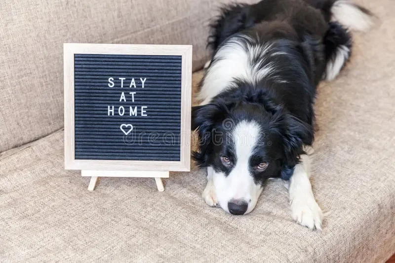 stay-home-funny-portrait-cute-puppy-dog-couch-letter-board-inscription-word-new-lovely-member-family-l.webp