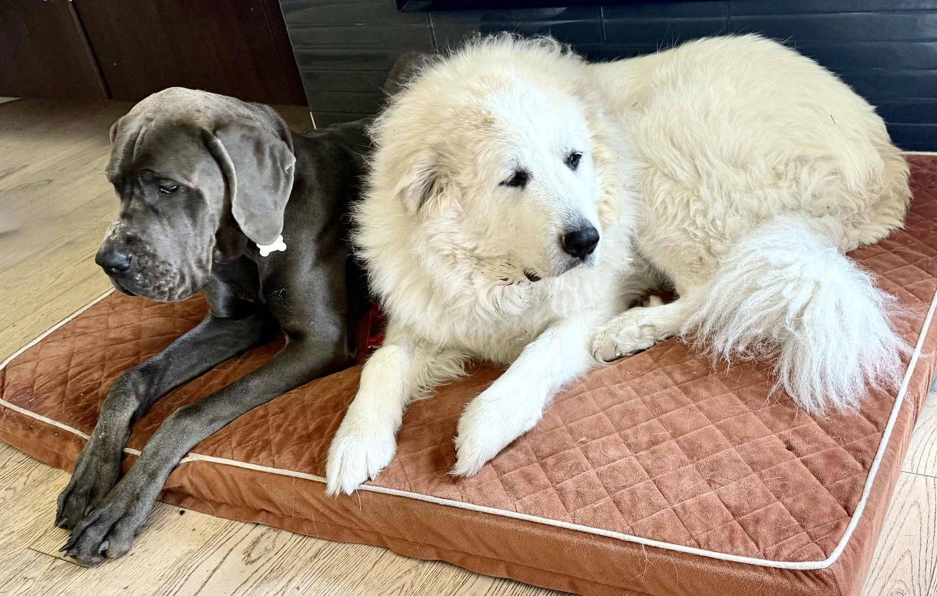 dogs.jpg