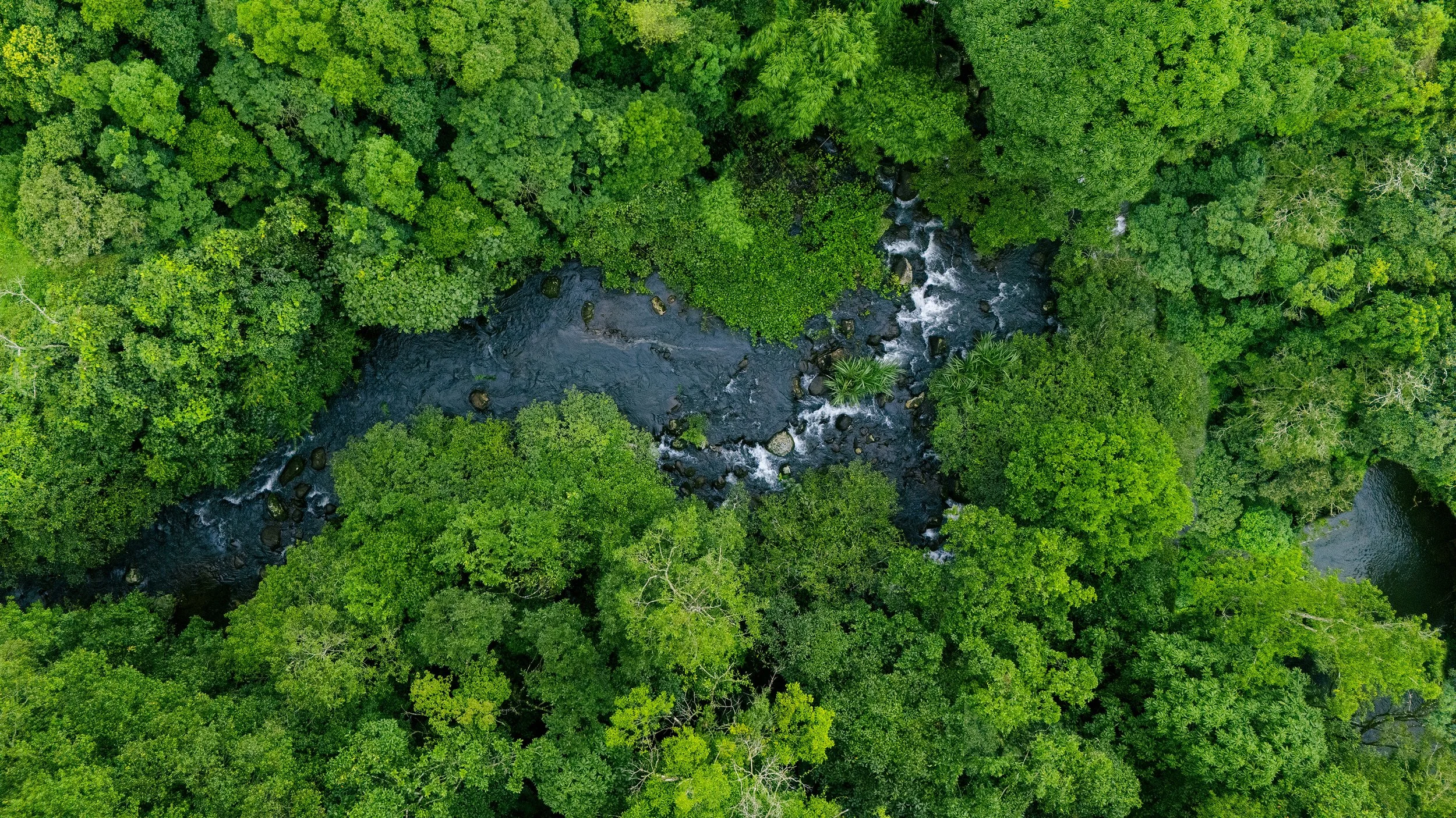 Overhead view of trees and a stream