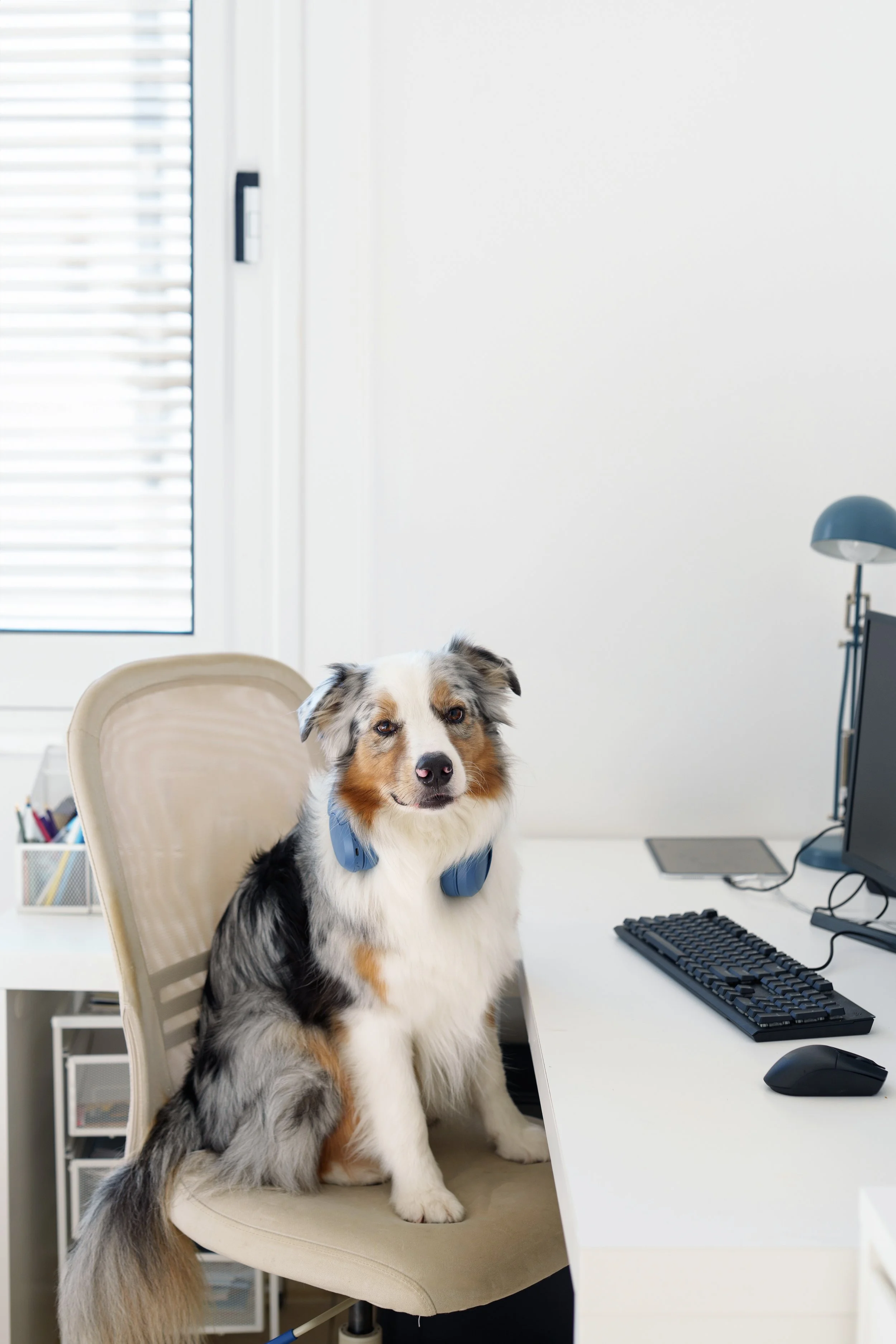 Office desk and in the chair is a tri-colored border collie smiling with blue headphones around it's neck