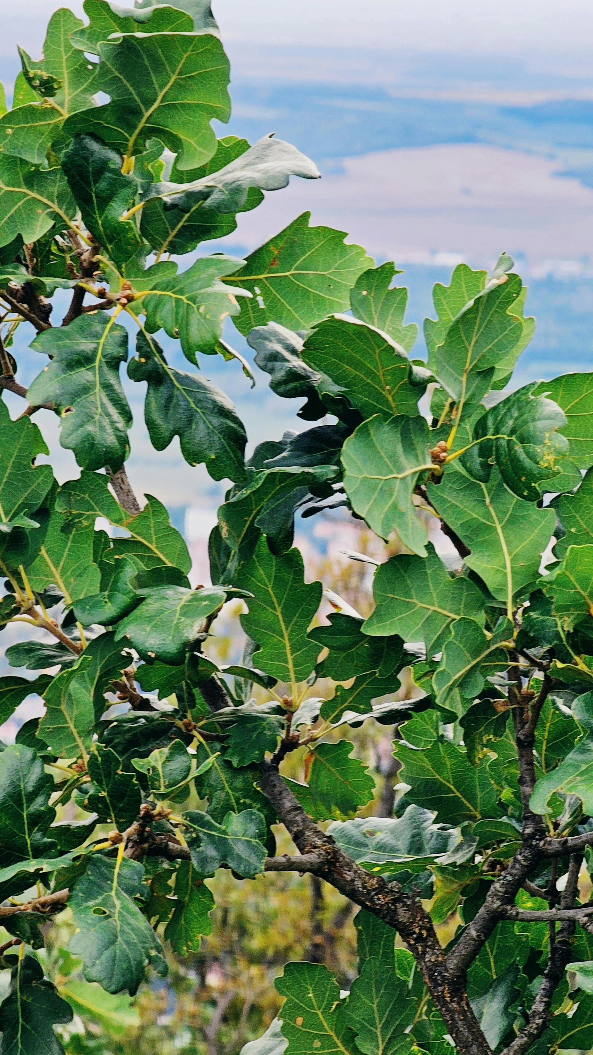 Close-up of green oak tree leaves on branches with a blurred sky and landscape in the background.
