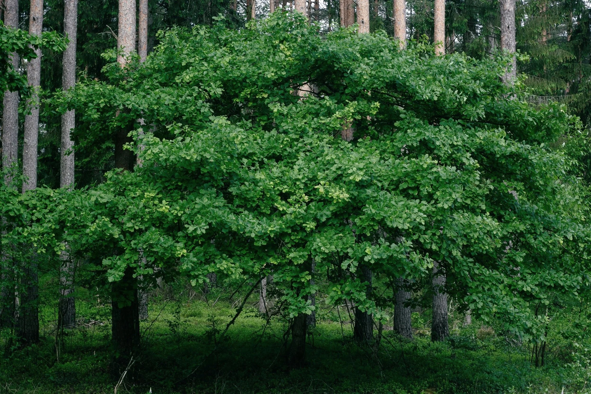 Green leafy trees with a grassy forest floor.