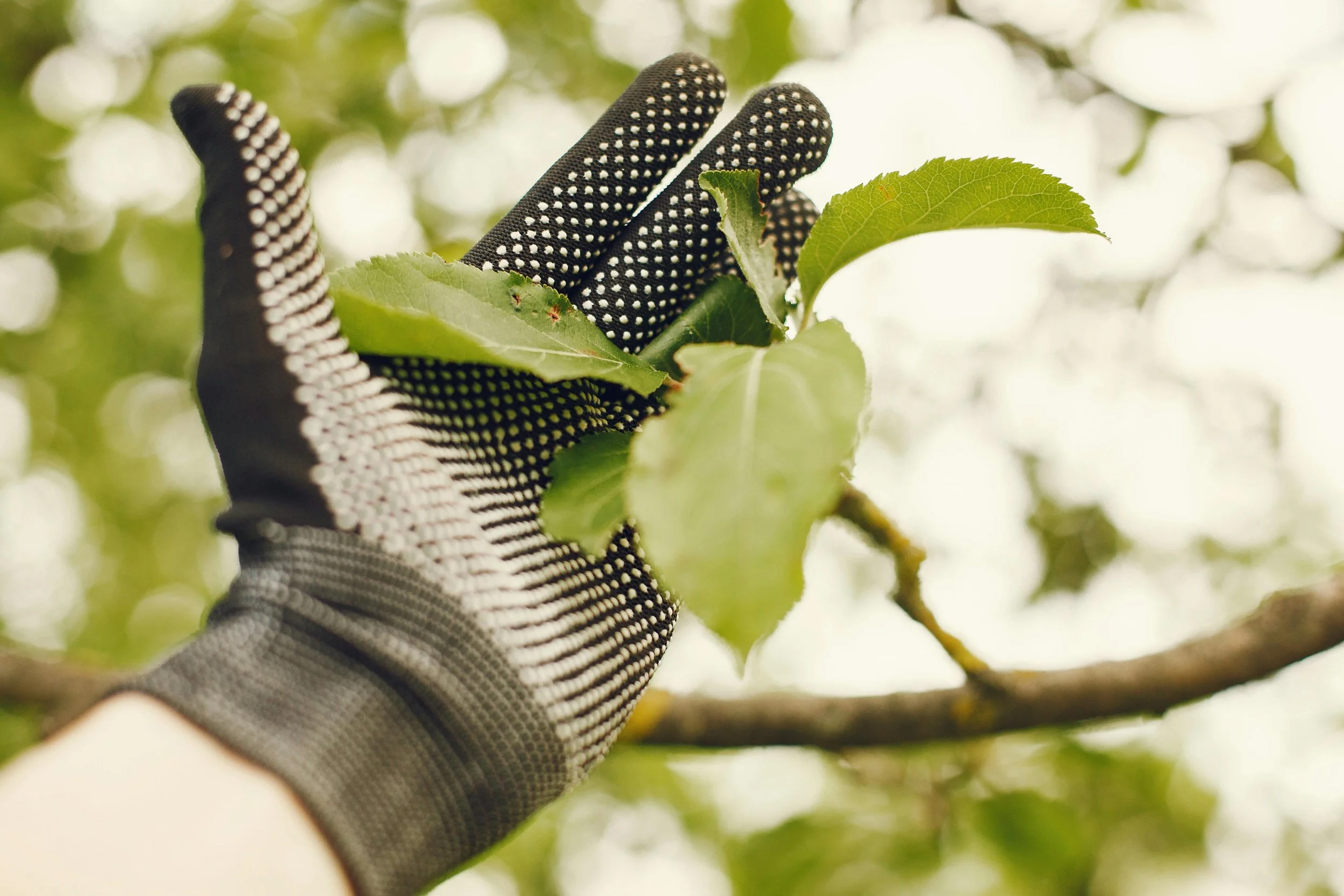 A gloved hand gently holding a branch with green leaves, set against a background of blurred green and white foliage.