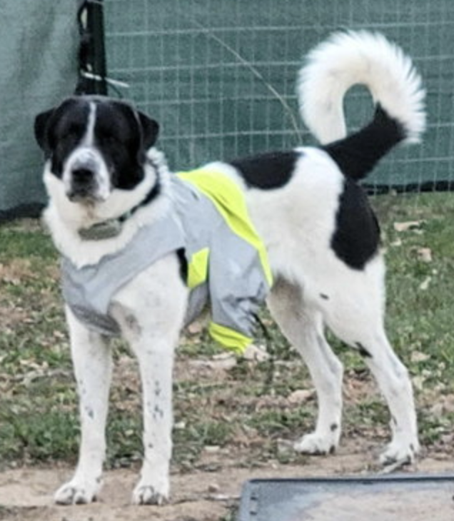 Image of a dog name Scout