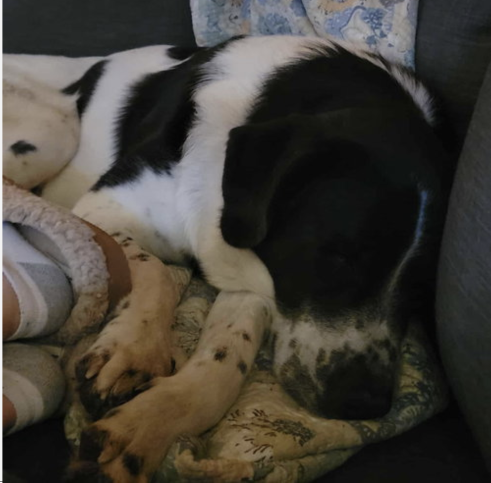 Image of a dog name Scout