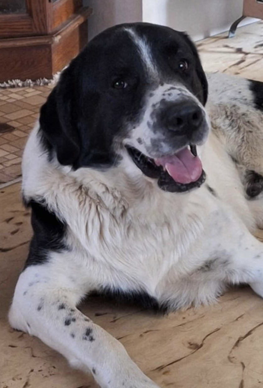 Image of a dog name Scout