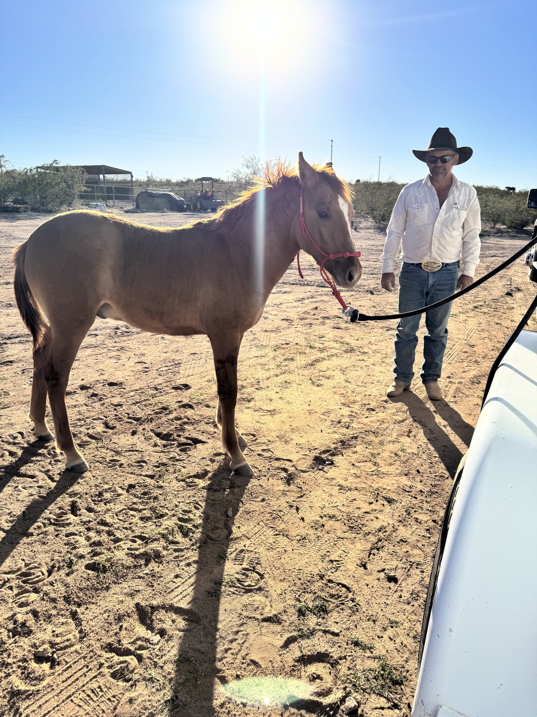 A man wearing sunglasses, a cowboy hat, a white shirt, and jeans is standing outdoors holding a black lead rope attached to a tan horse with a pink halter. The sun is shining brightly in a clear blue sky, casting shadows on the sandy ground.