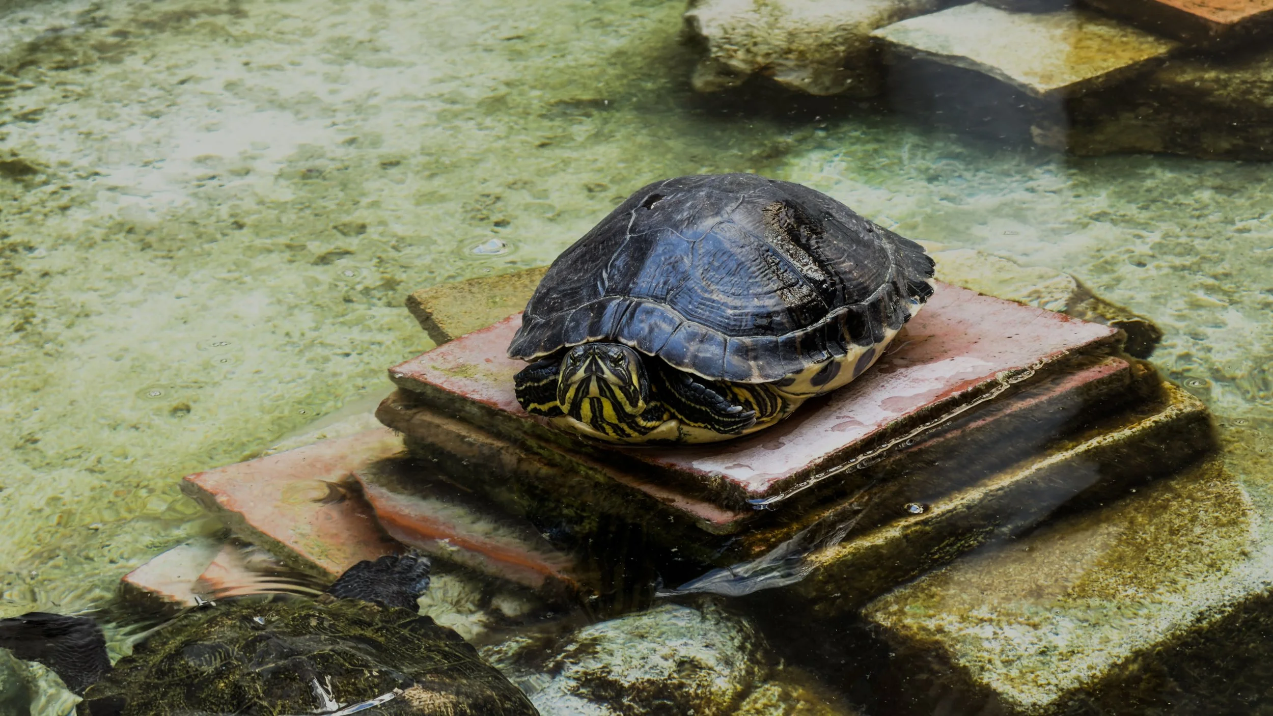 Turtle resting on a stone platform in the courtyard fountain at Museo Salinas in Palermo.
