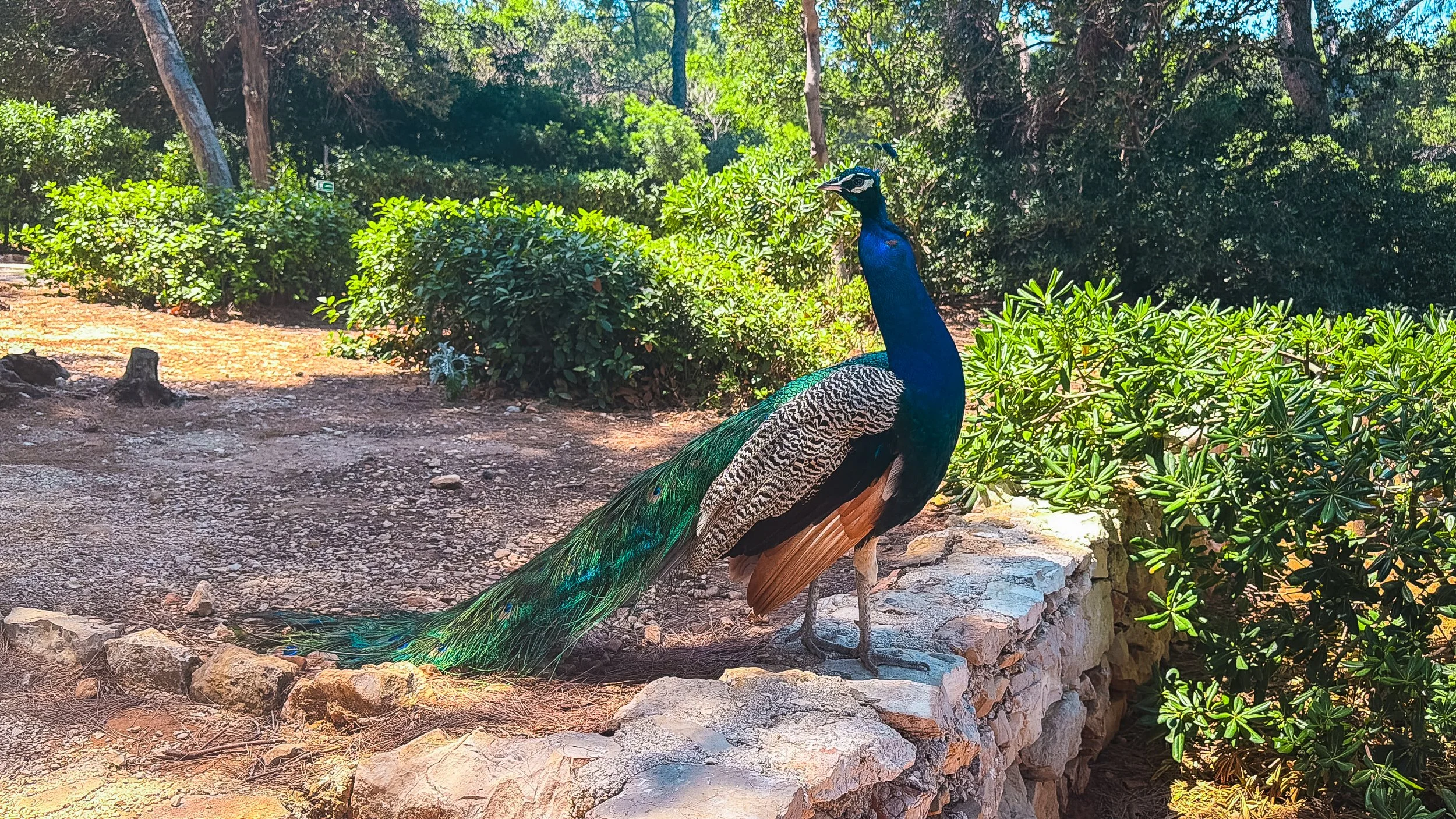 Peacock walking through the wooded landscape of Lokrum Island near Dubrovnik