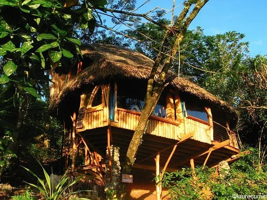 Une cabane en bois avec un toit en chaume, située dans une zone tropicale entourée d'arbres verts.