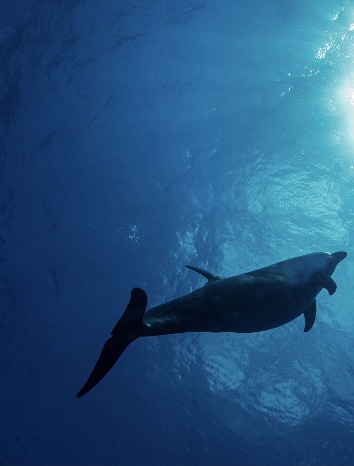 Un dauphin nage sous la surface de l'eau bleue claire, vue du dessous avec la lumière du soleil qui luit dans l'eau.