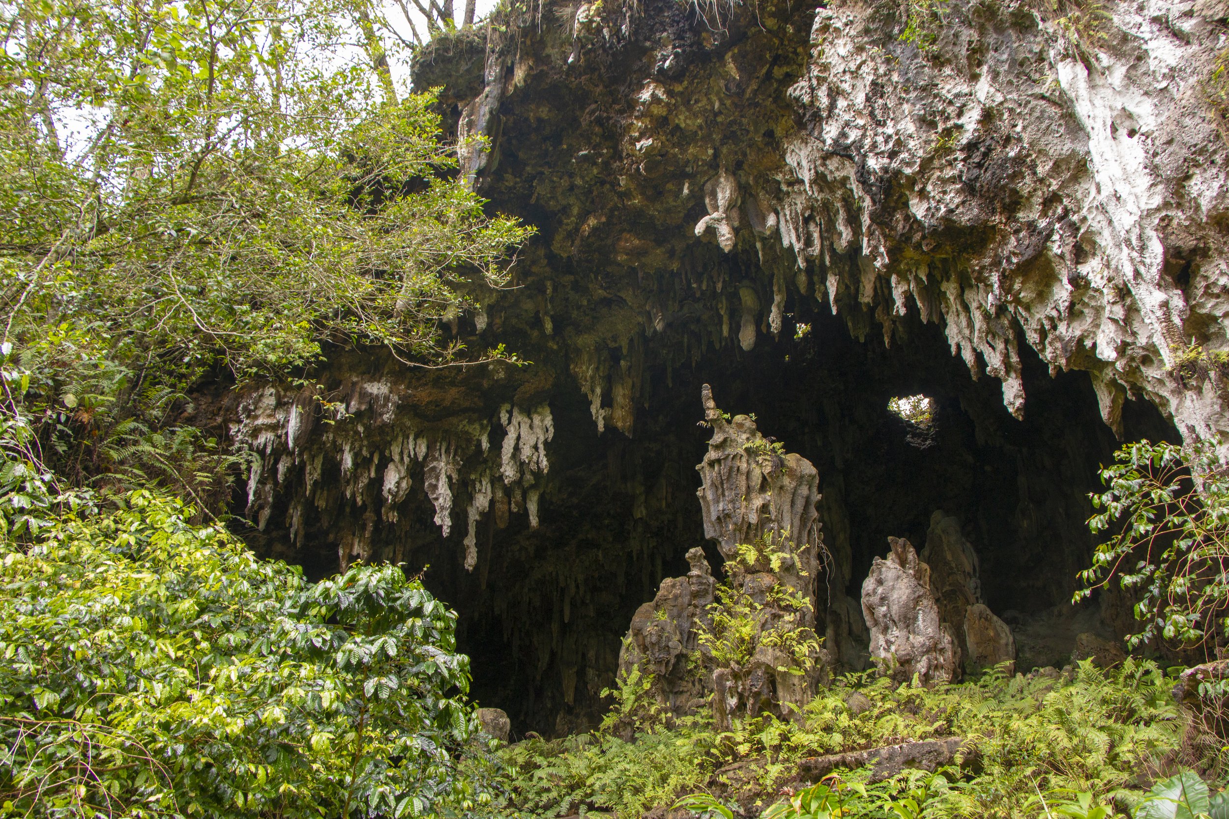 Une grotte dans une forêt tropicale avec des stalactites et stalagmites, entourée de verdure dense et de feuillage.