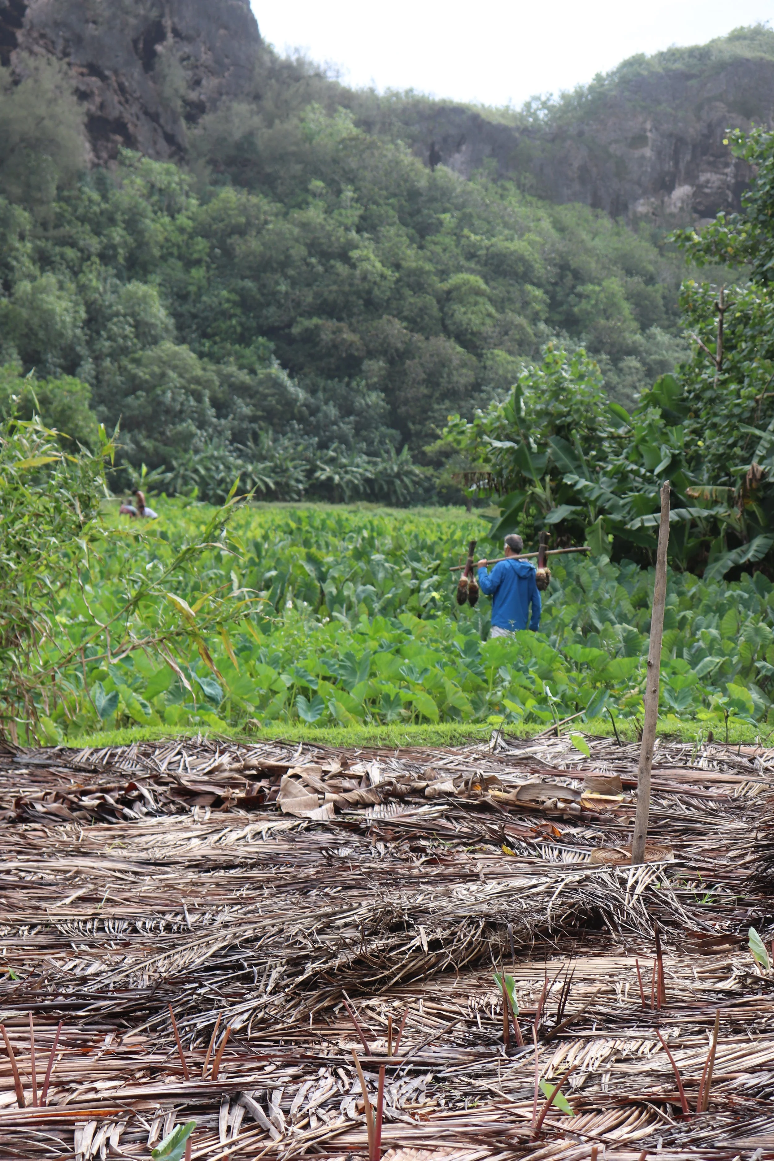 Un paysage de forêt dense avec des montagnes en arrière-plan et deux personnes travaillant dans un champ de cultures tropicales, portant des bâts pour transporter des récoltes, sous un ciel partiellement nuageux.