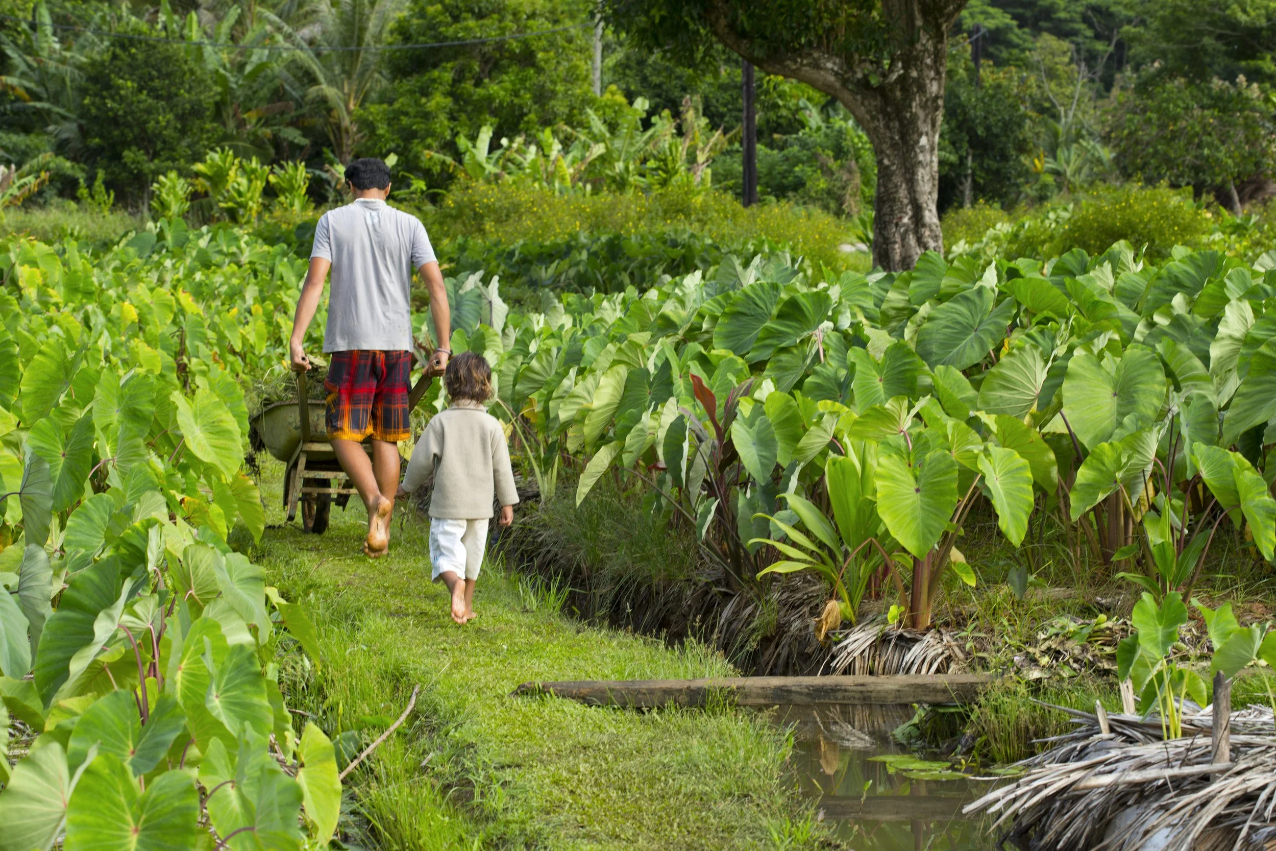 Un homme et un enfant marchent dans une plantation de plantes tropicales verdoyantes, avec de grands arbres et une petite rivière à proximité.