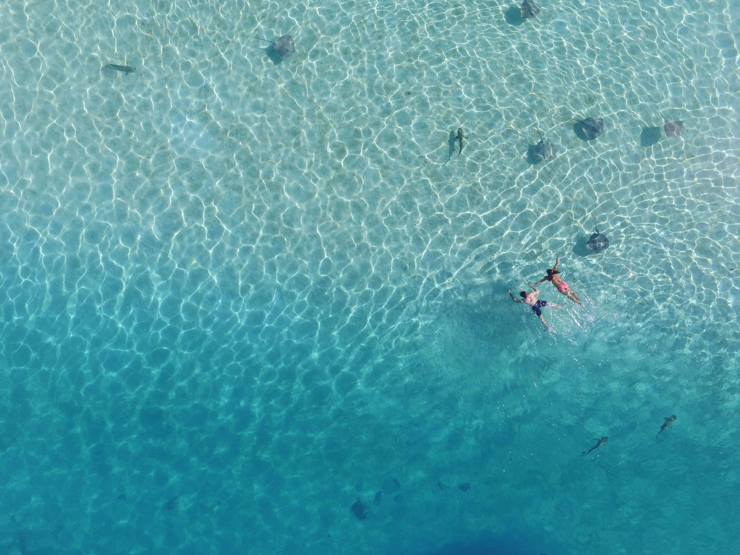 Piscine claire avec quelques nageurs et poissons détectés dans l'eau.