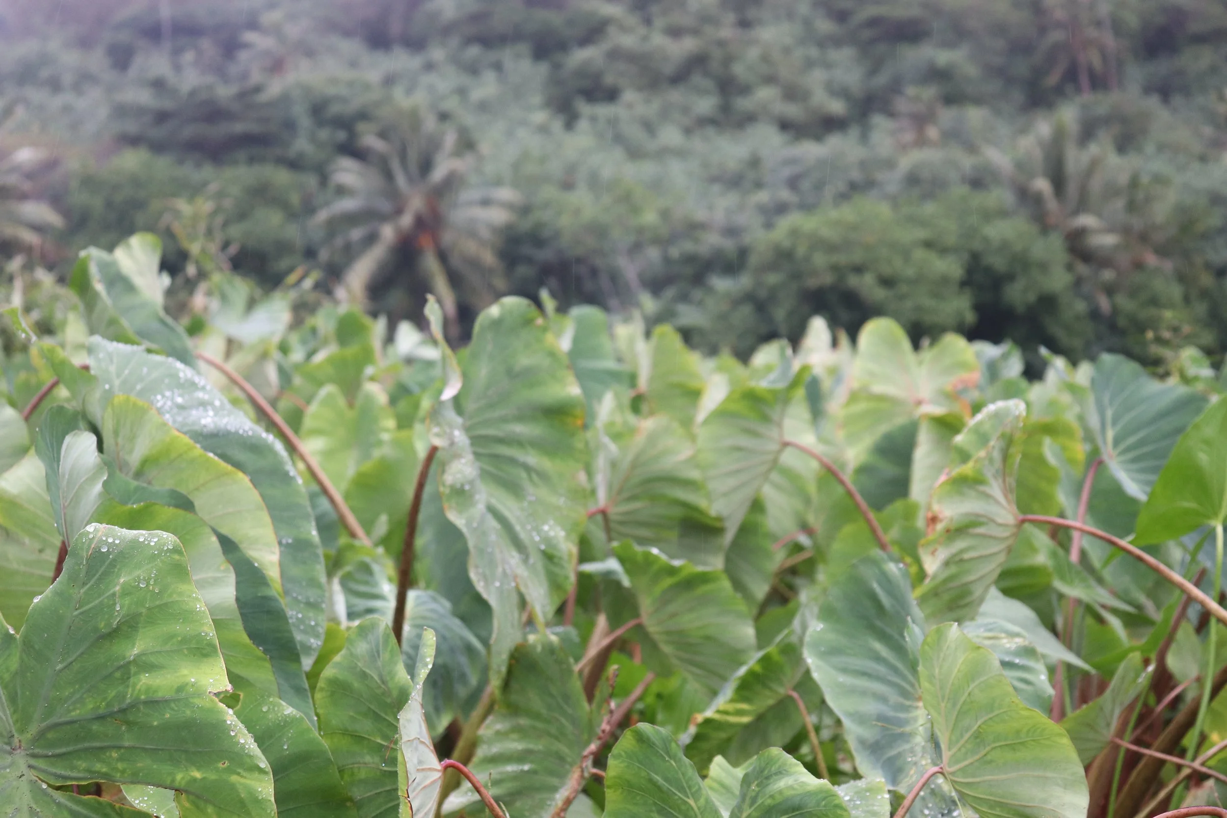 Feuilles de vigne avec des gouttes d'eau dans un paysage naturel avec des arbres en arrière-plan.