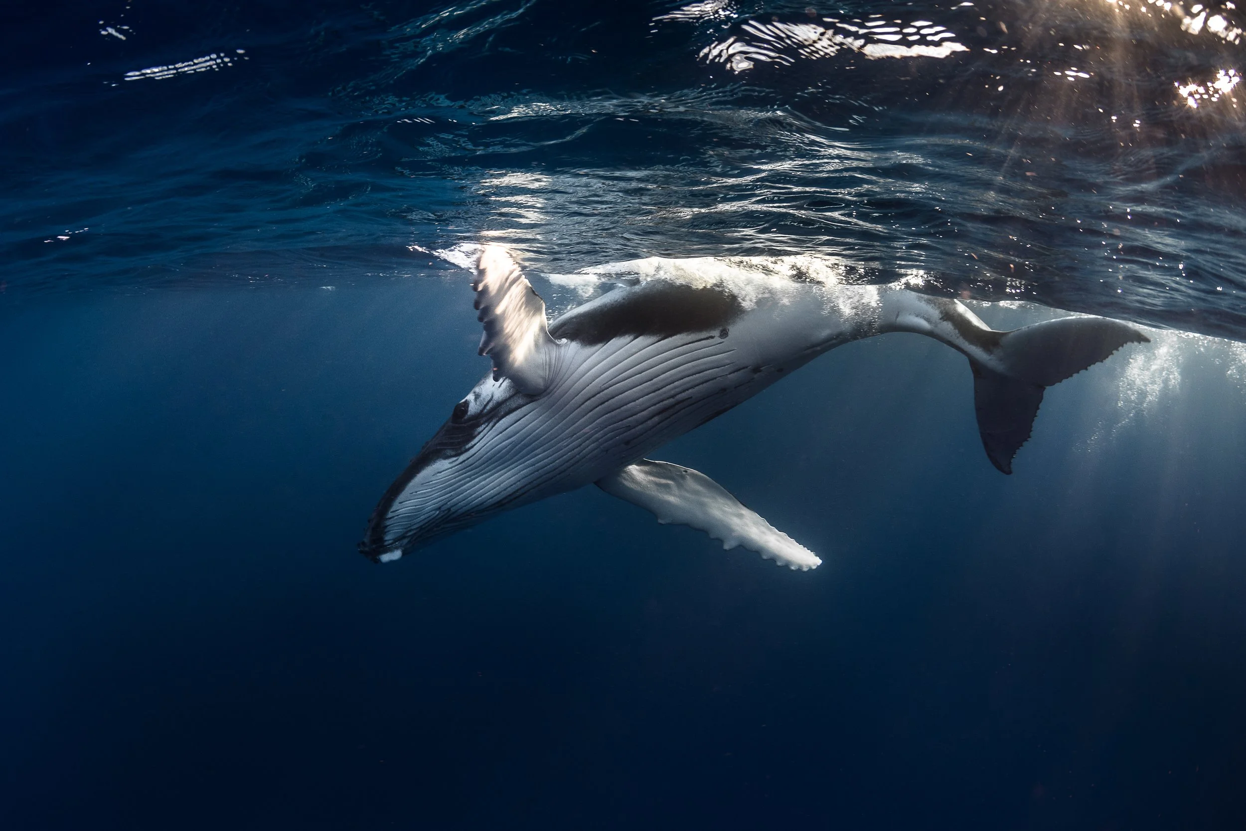 Un requin nage dans l'océan avec la lumière du soleil qui brille à la surface de l'eau.