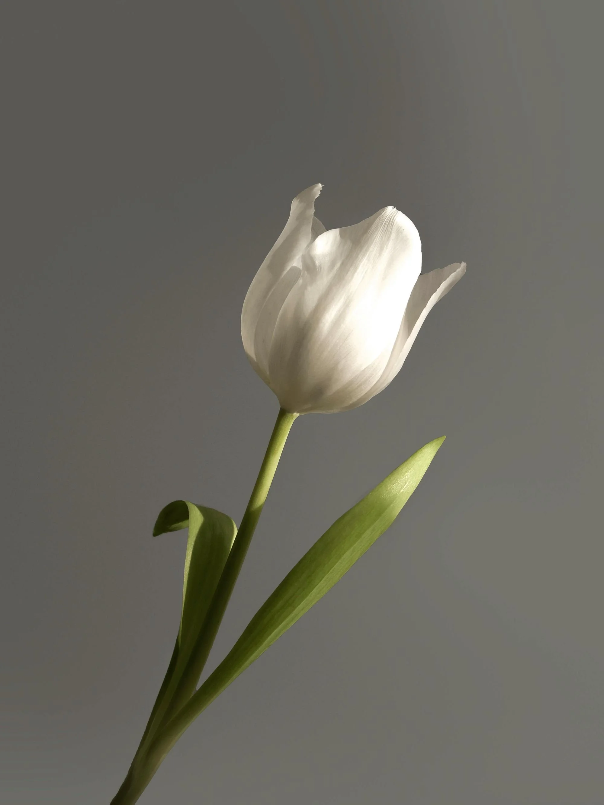 A white tulip flower with green leaves and stem against a gray background.