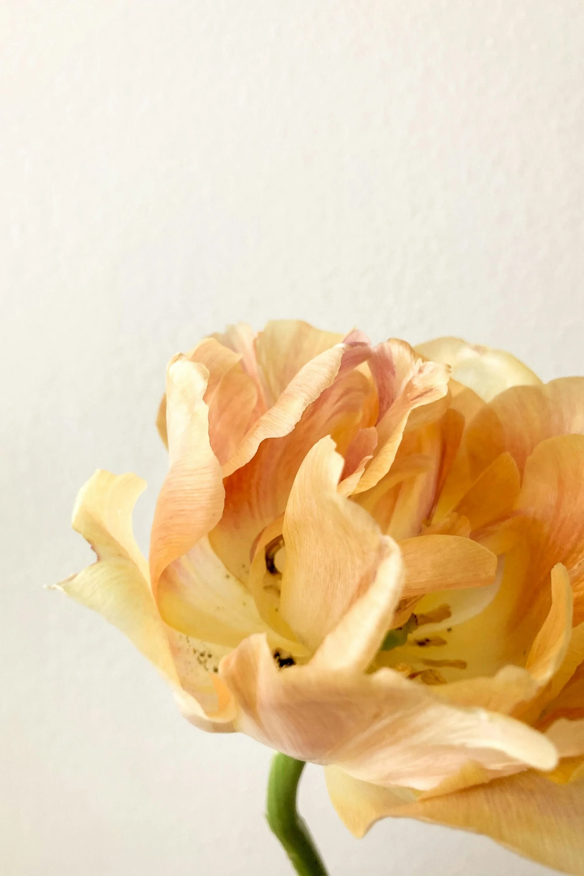 Close-up of a peach-colored flower with ruffled petals and a green stem against a plain white background.