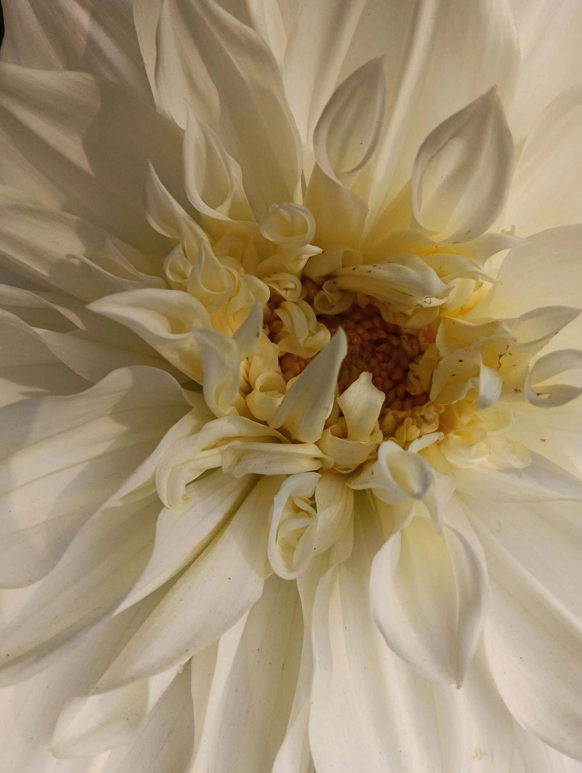 Close-up of a white flower with layered petals and a central cluster of small, rounded, brownish-yellow structures.