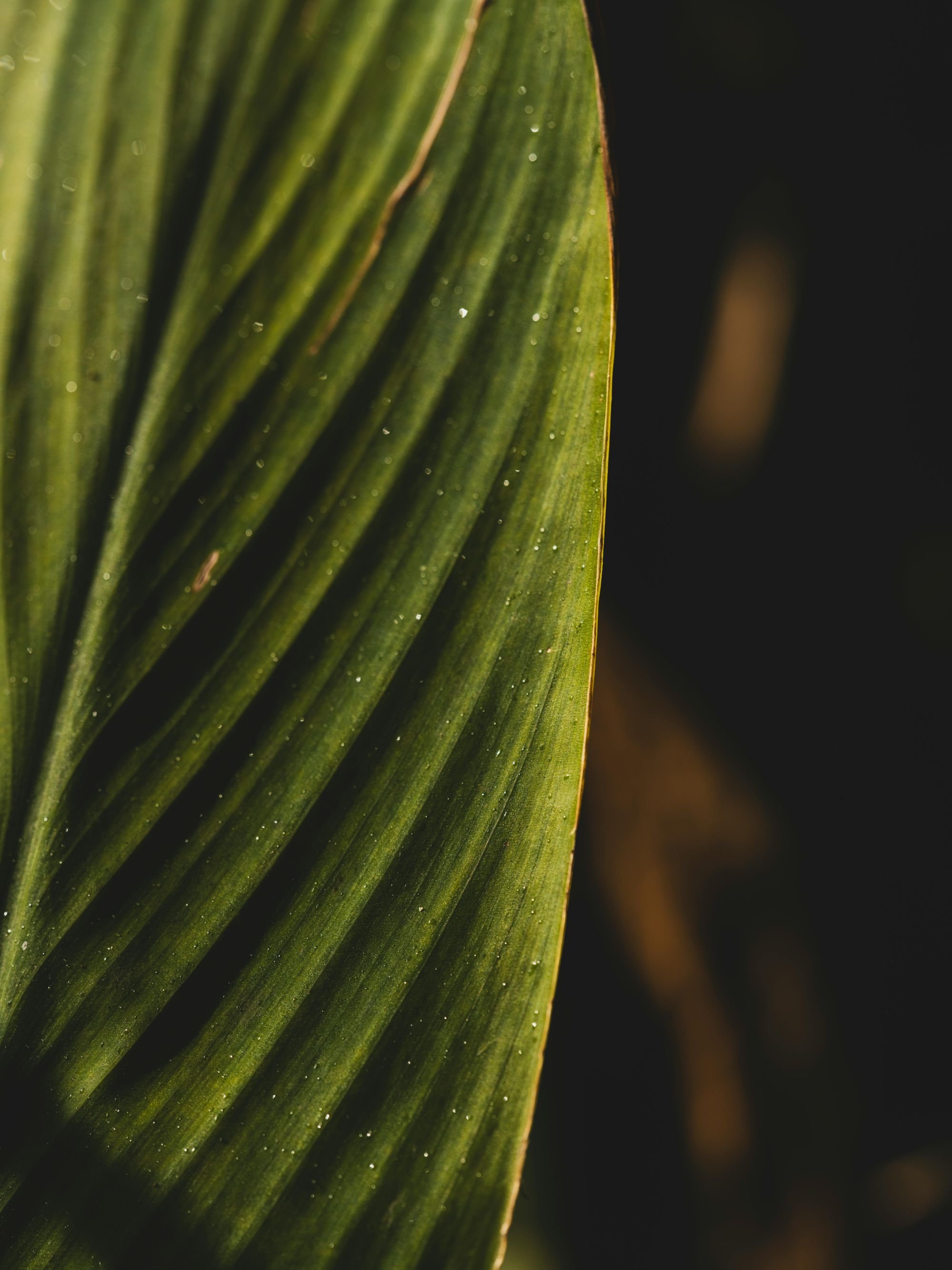 Close-up of green plant leaves with water droplets on the surface, dark background.