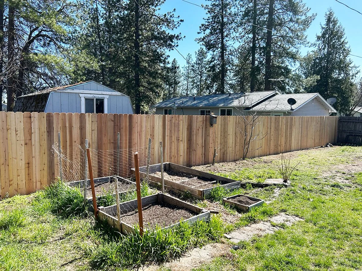 Backyard garden with raised beds, a small wooden fence, and a taller wooden privacy fence. There are two small plants and some grass, with trees and a house in the background.