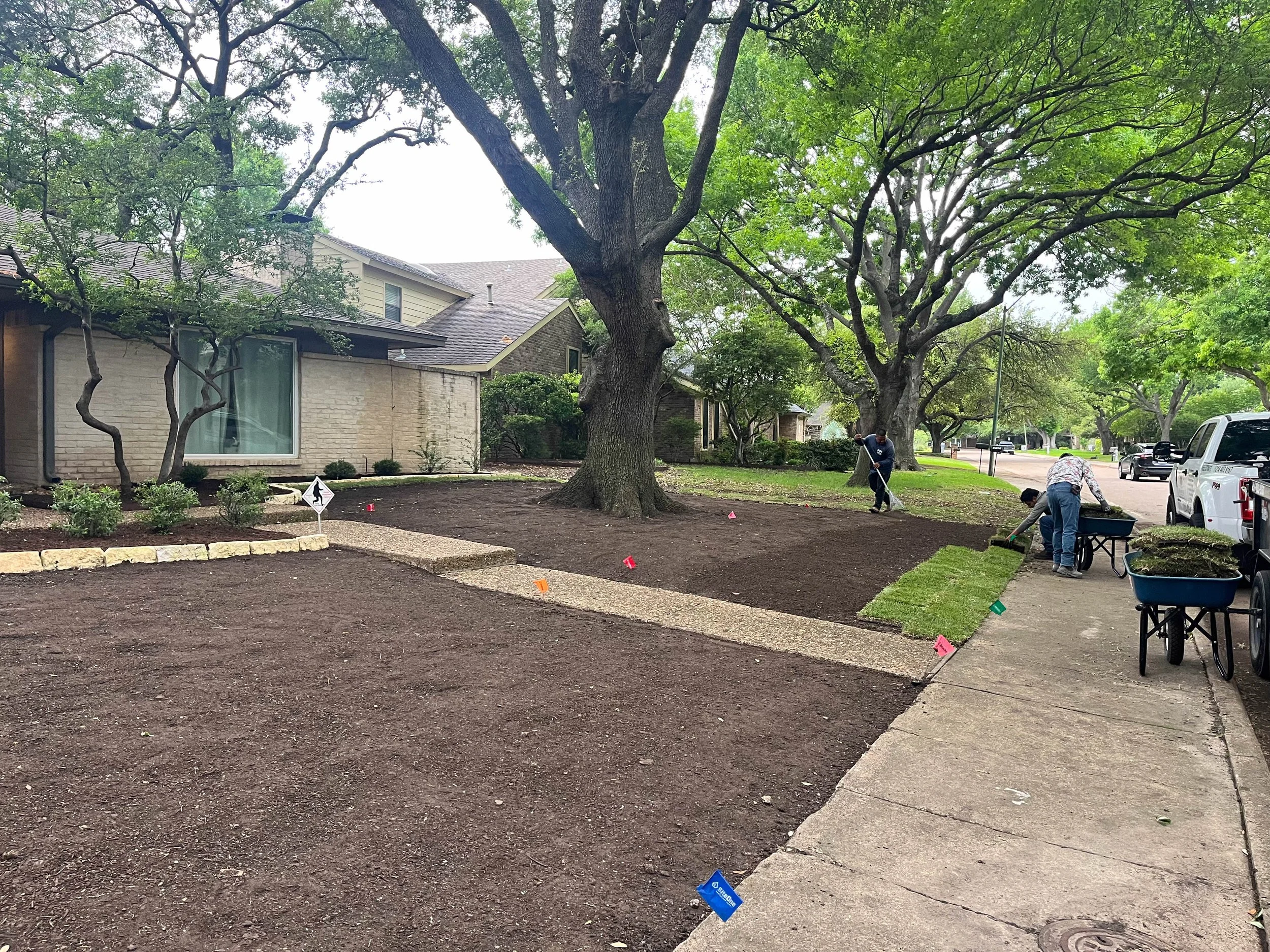Romero Tree Service employees planting a small tree in a front yard surrounded by large trees and residential houses, with a sidewalk and parked cars visible in the background.