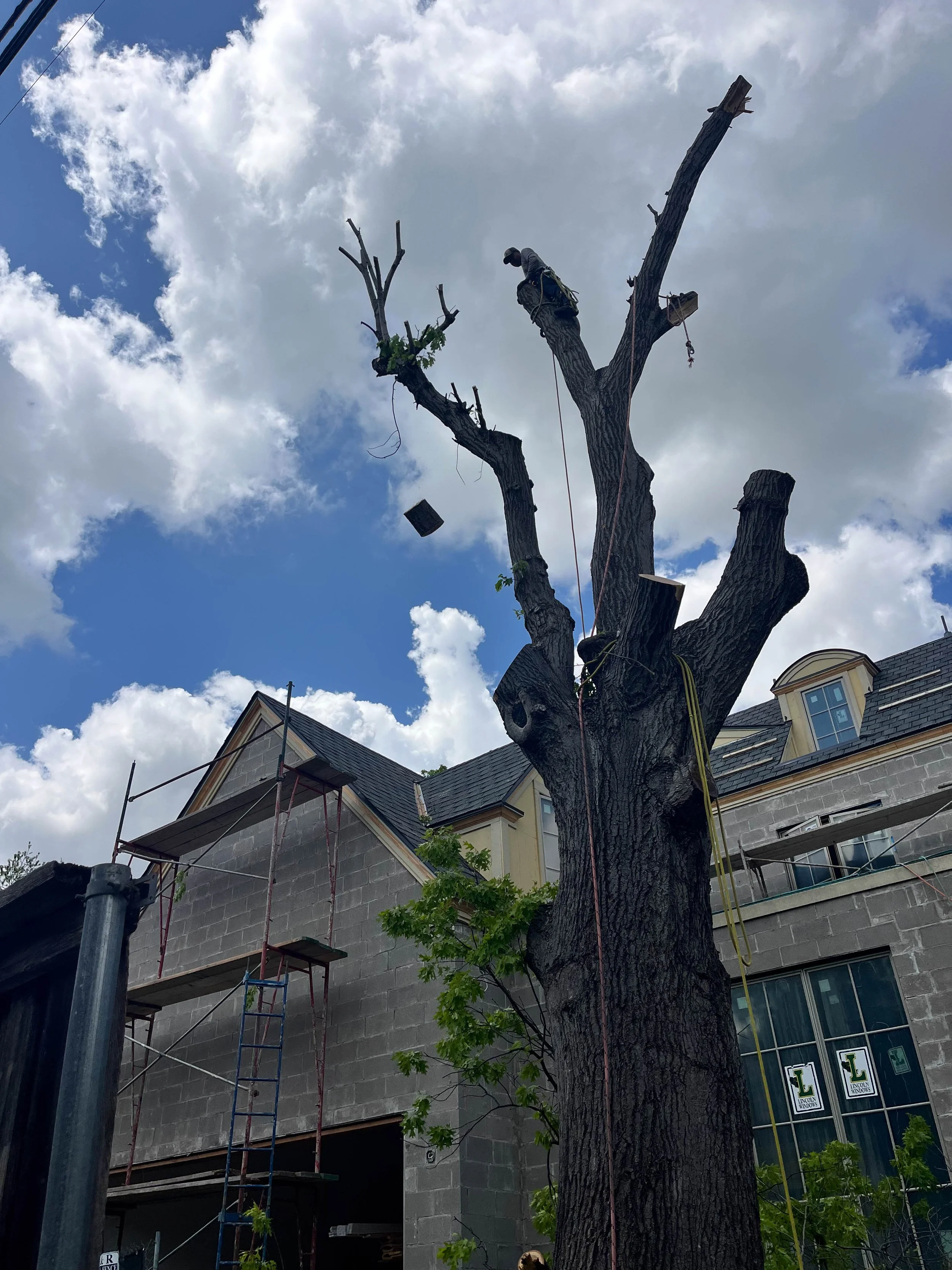 Romero Tree Service - Tree Removal-7804.jpg