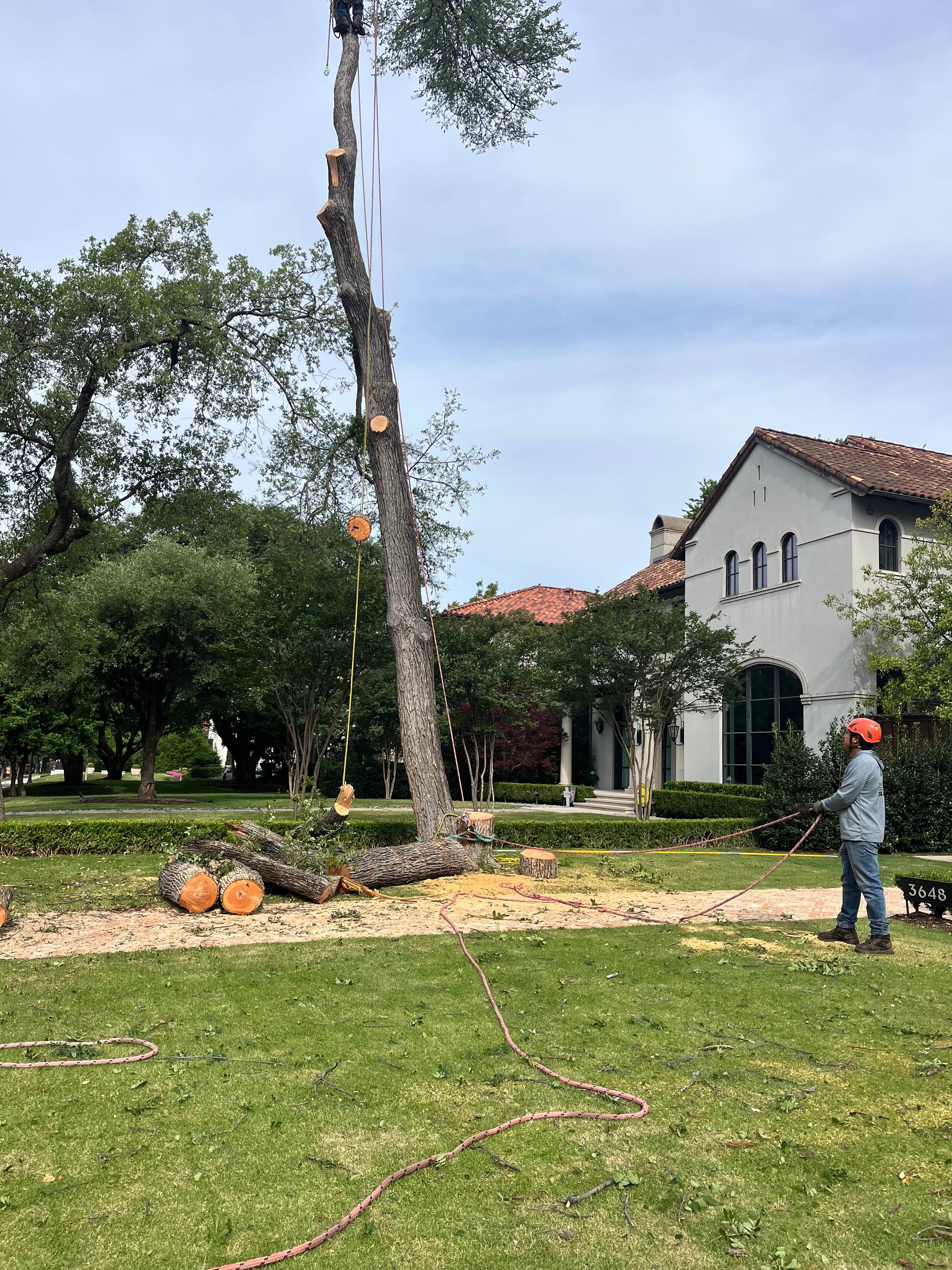 Romero Tree Service - Tree Removal-7872.jpg