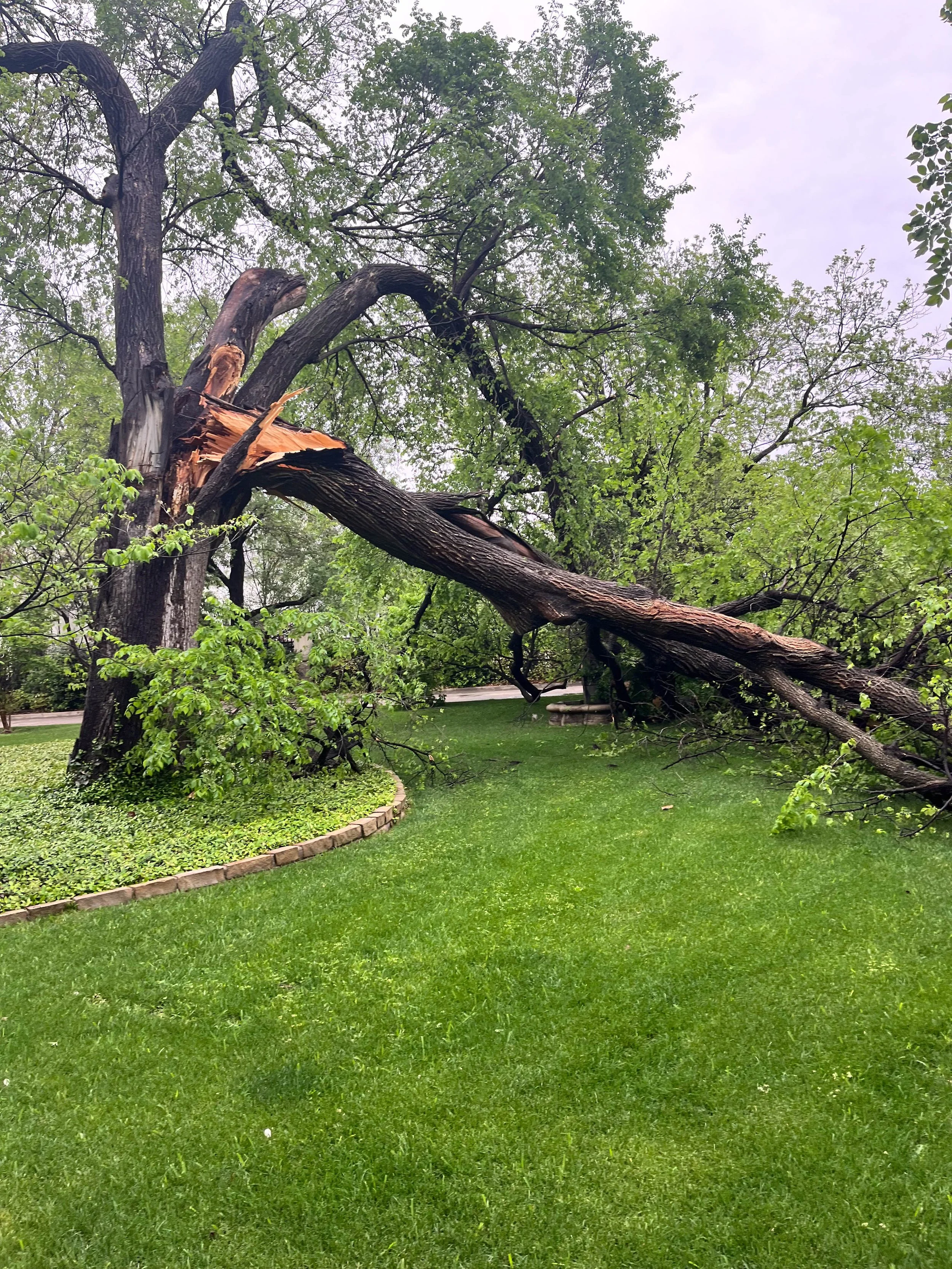 Romero Tree Service removing large tree with a broken and fallen branch.