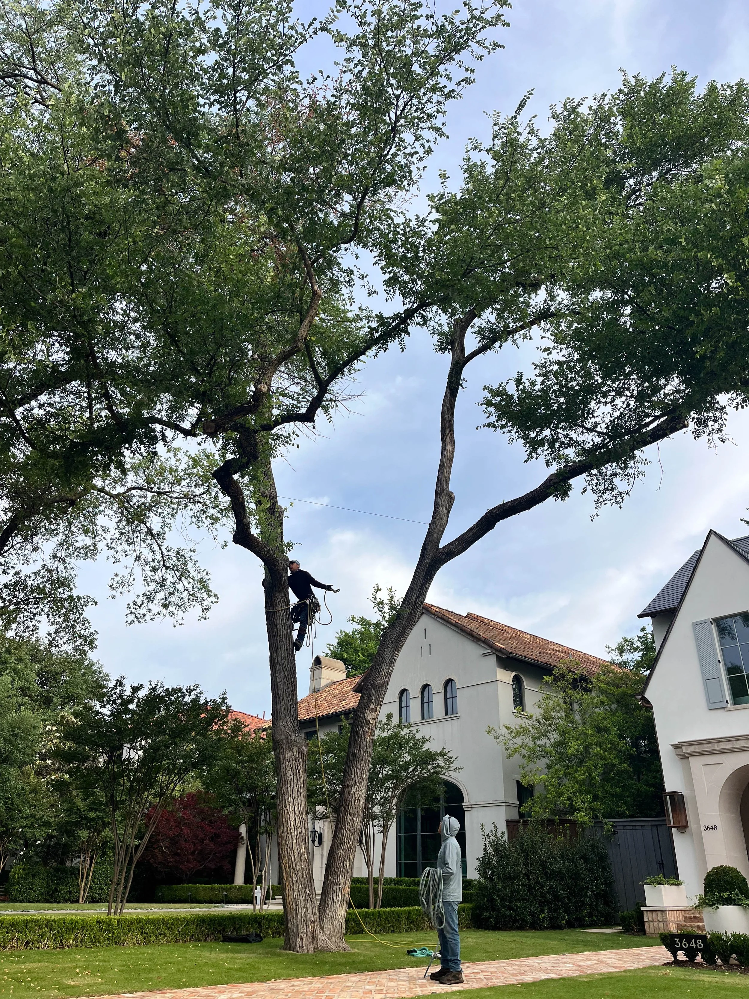 Romero Tree Service - Tree Removal-7869.jpg