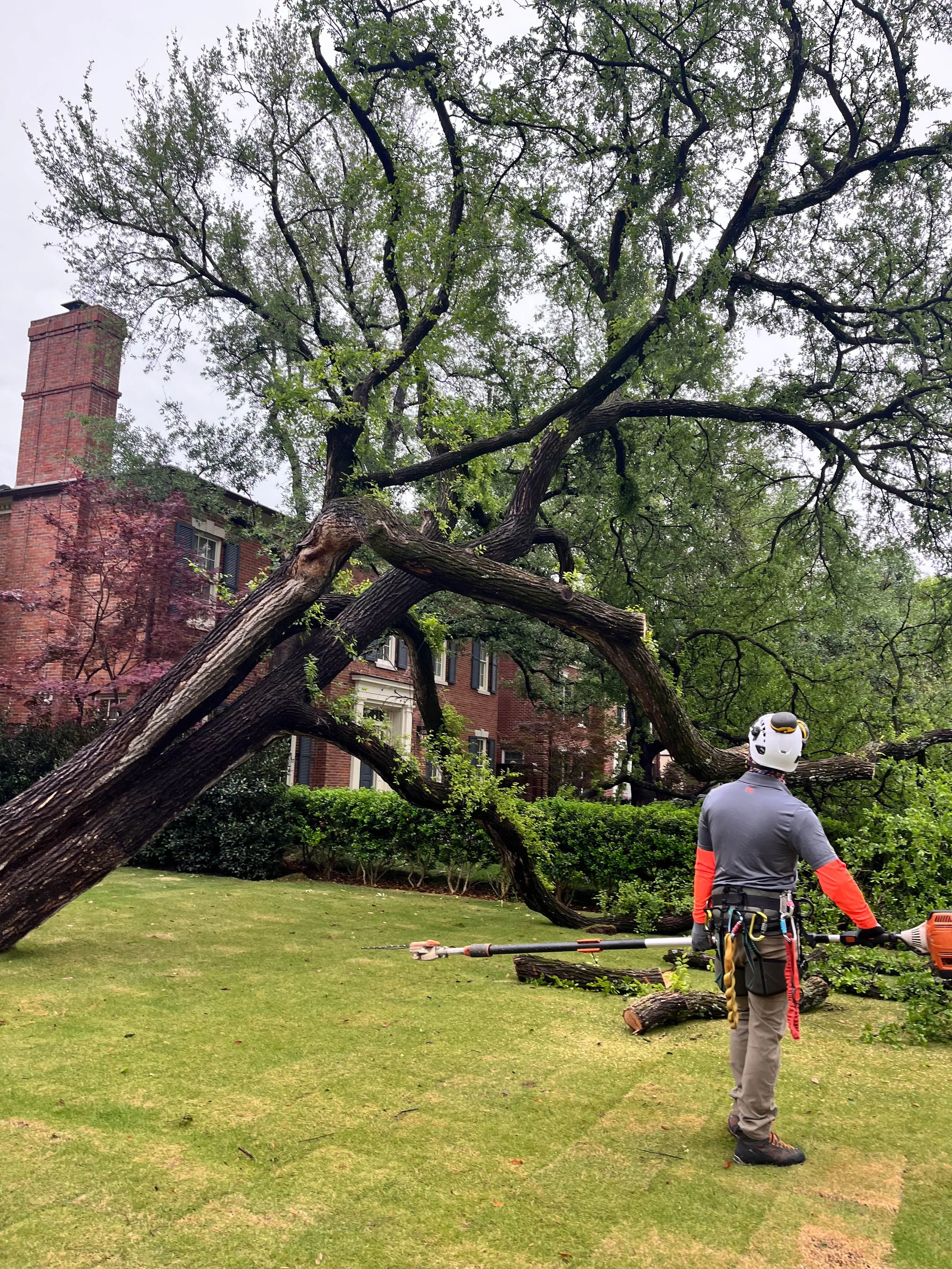 Romero Tree Service - Tree Removal-7736.jpg